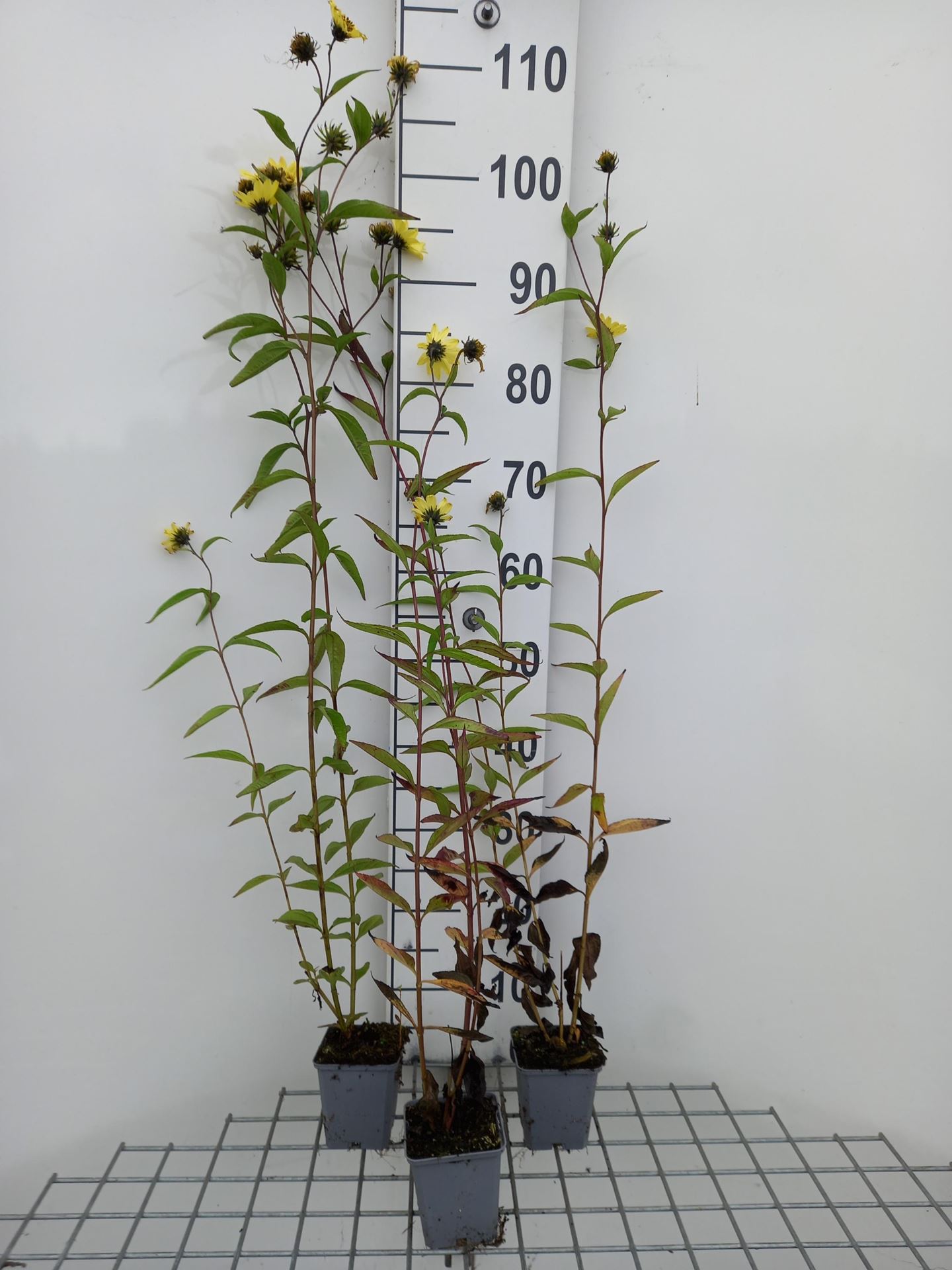 Helianthus'Carine'- pot 9x9 cm afbeelding