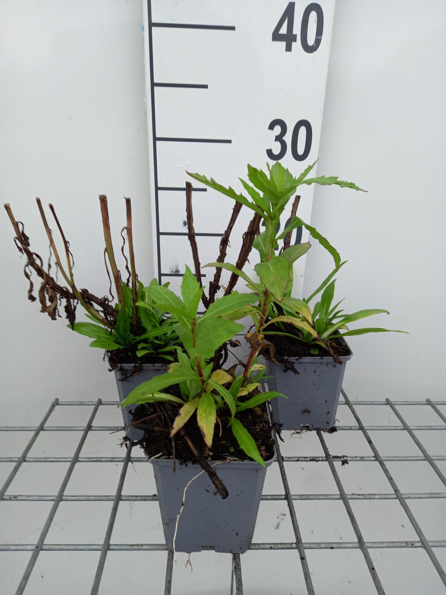 Helenium hybr indian summer - pot 9x9 cm afbeelding