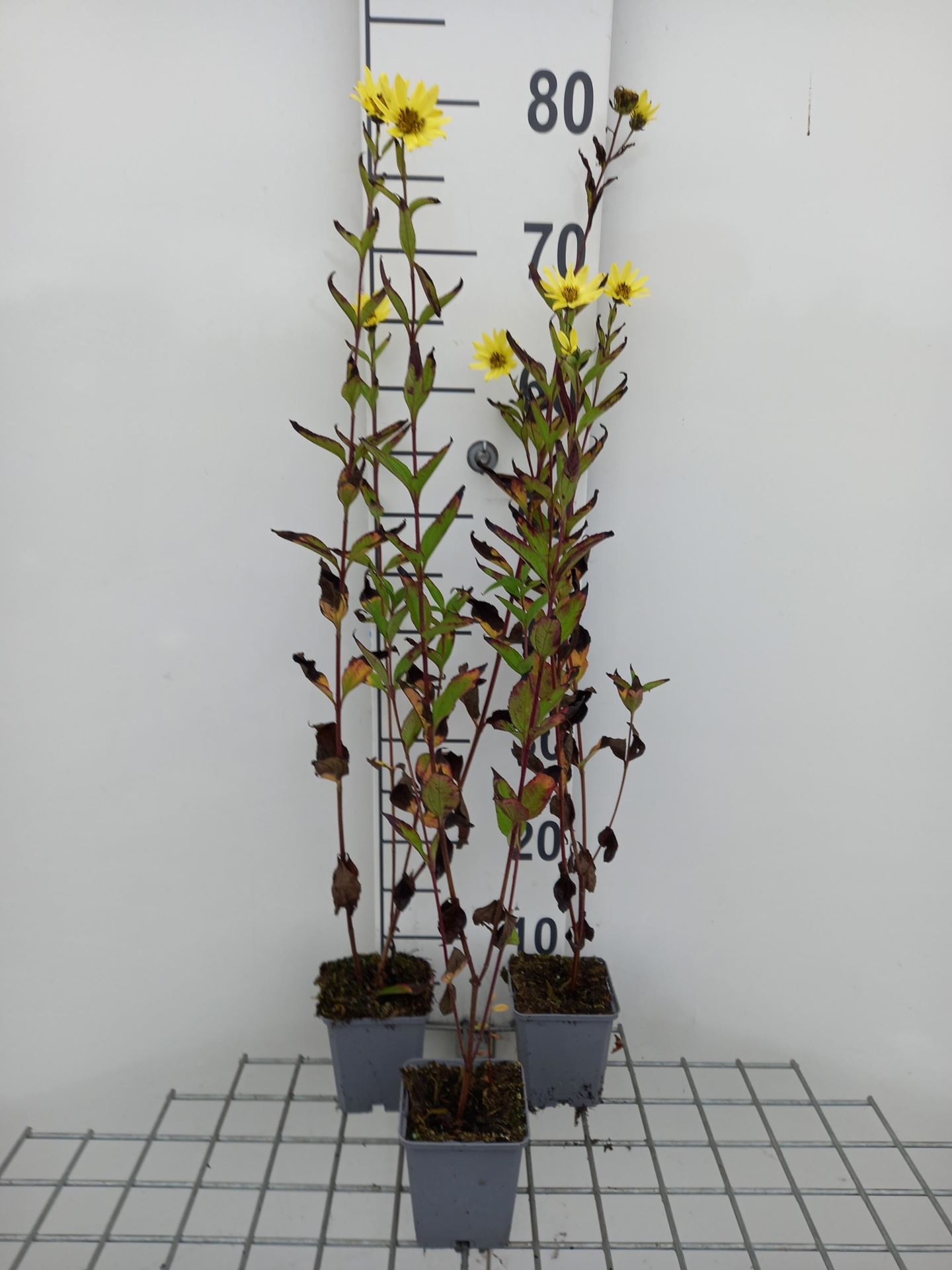 Helianthus microcephalus - pot 9x9 cm - afbeelding