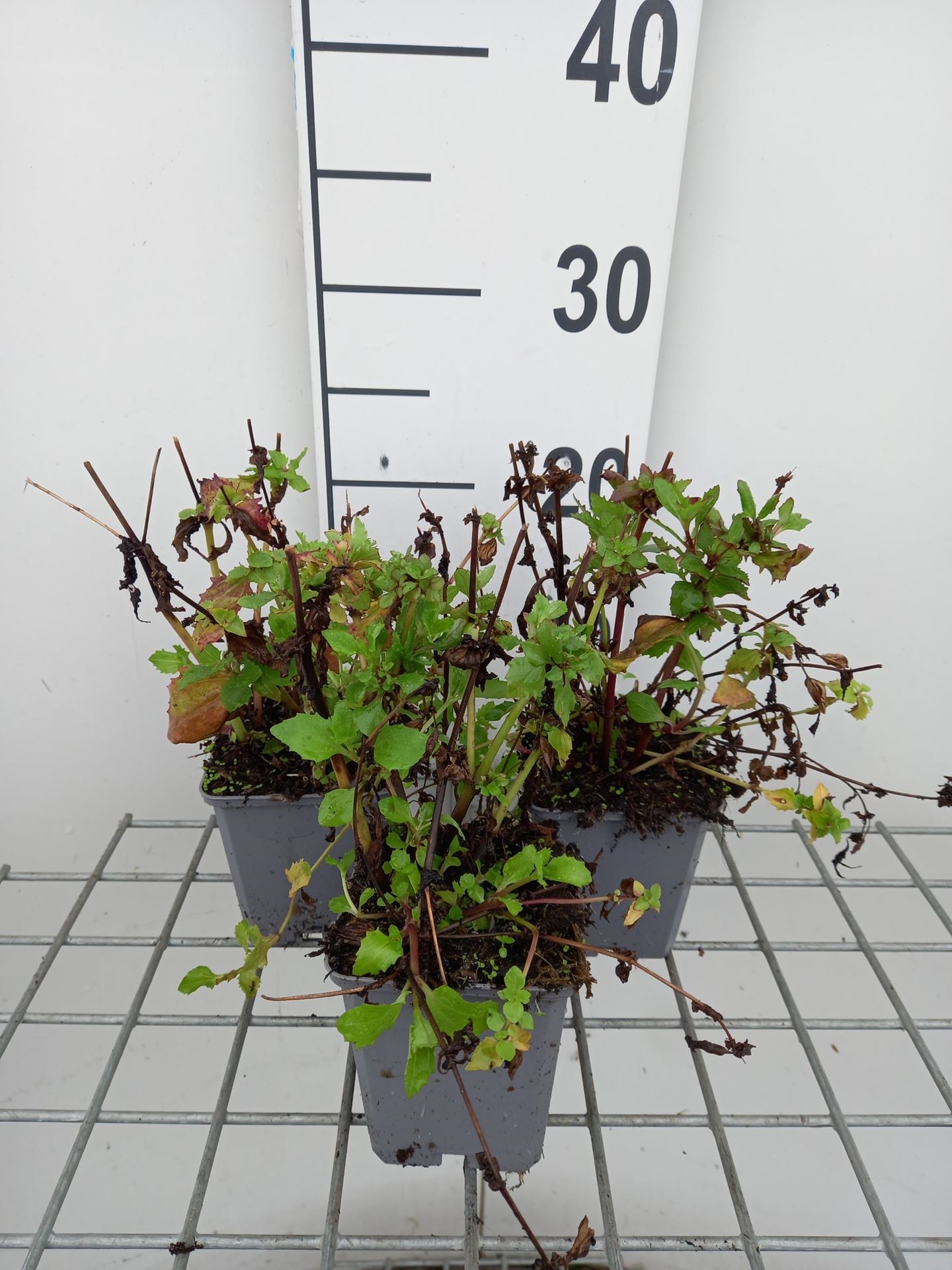 Mimulus cupreus'Roter Kaiser'- pot 9x9 cm afbeelding