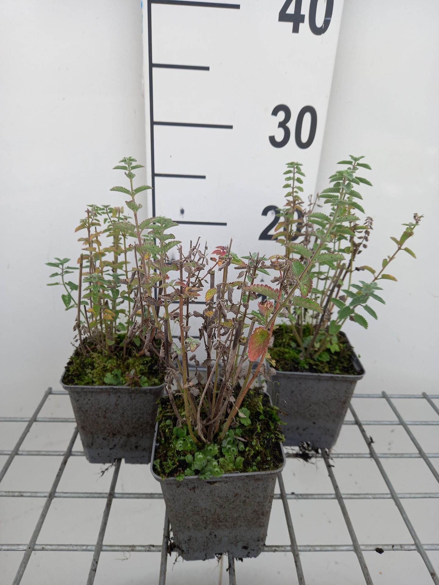 Nepeta'Novanepjun'(Junior Walker) - pot 9x9 cm afbeelding