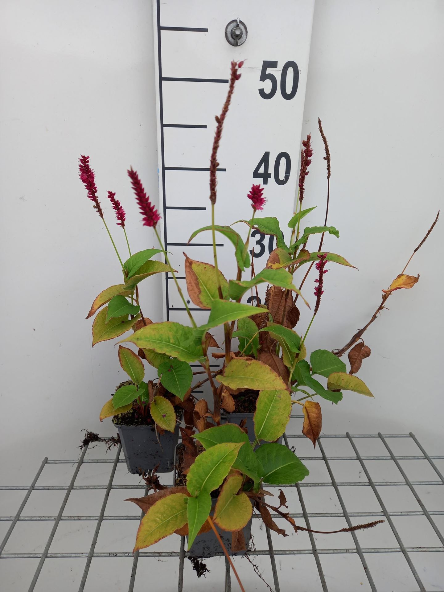 Persicaria amplexicaulis'Amethyst'- pot 9x9 cm afbeelding
