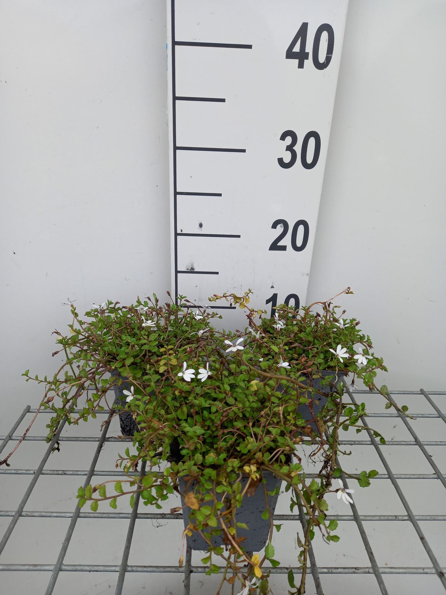 Pratia angulata'Treadwellii'- pot 9x9 cm - afbeelding