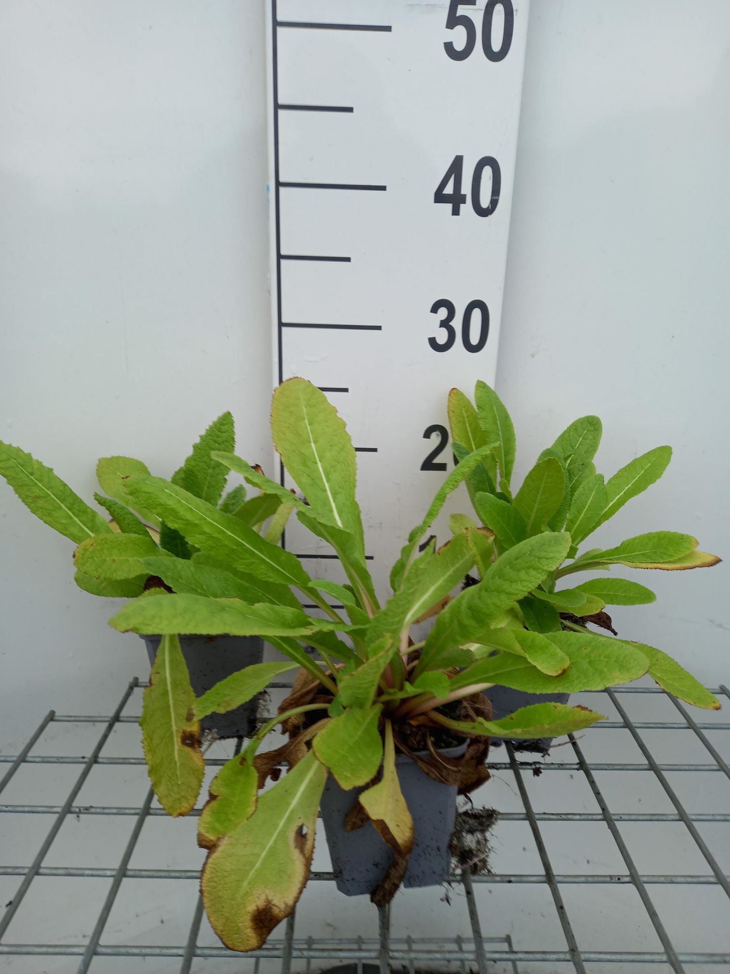 Primula beesiana - pot 9x9 cm - Chinese sleutelbloem afbeelding