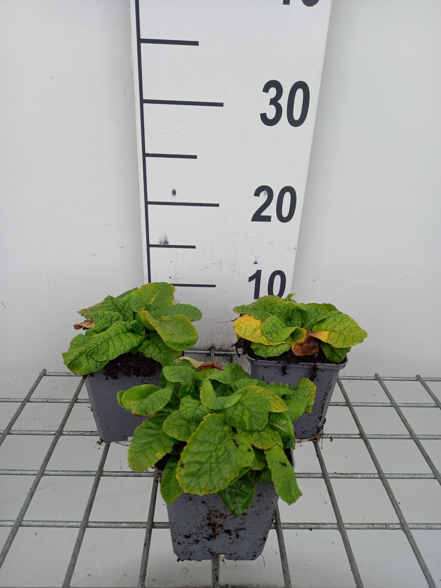 Primula elatior - pot 9x9 cm - Slanke sleutelbloem afbeelding