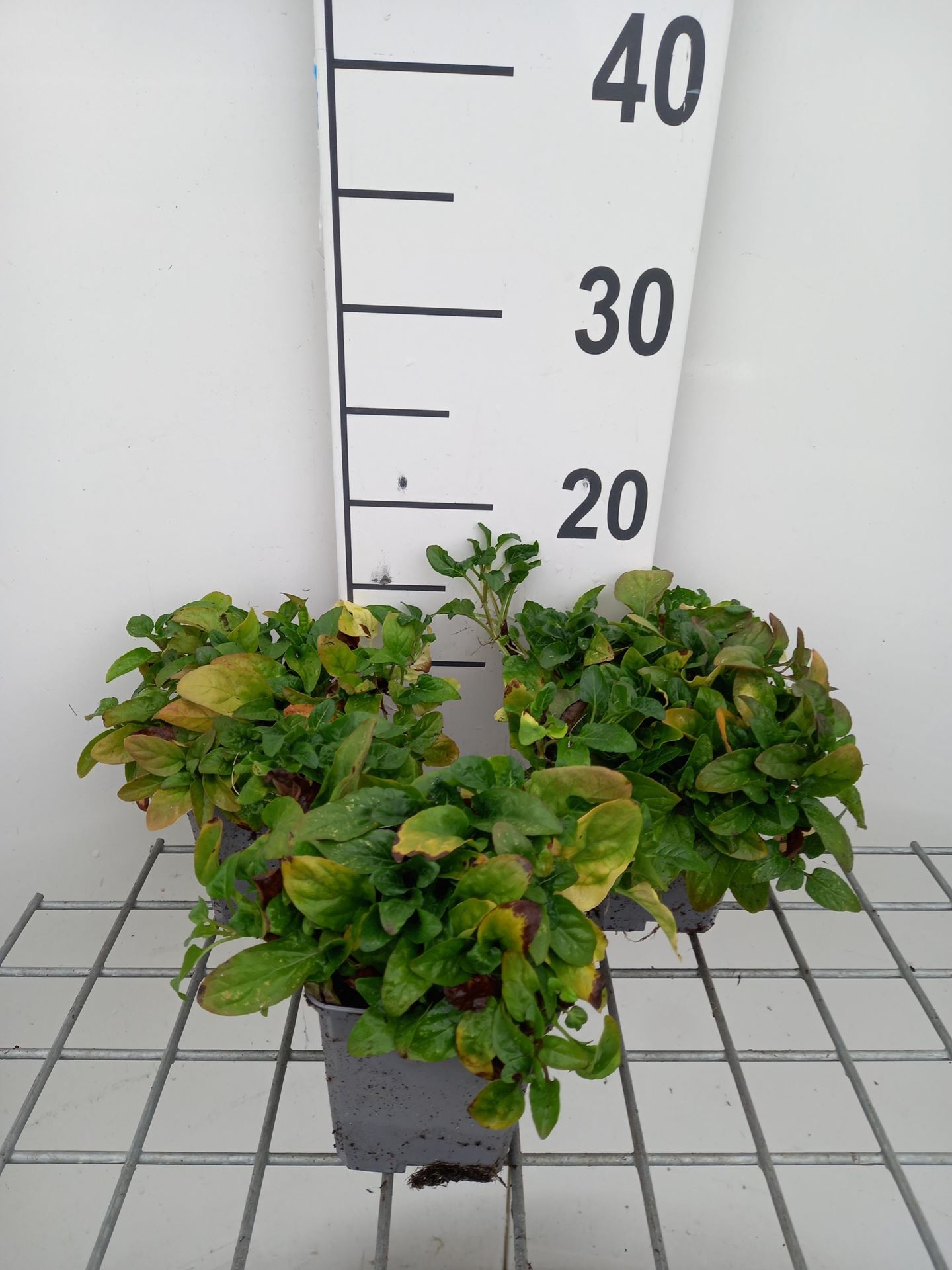 Prunella vulgaris - pot 9x9 cm afbeelding
