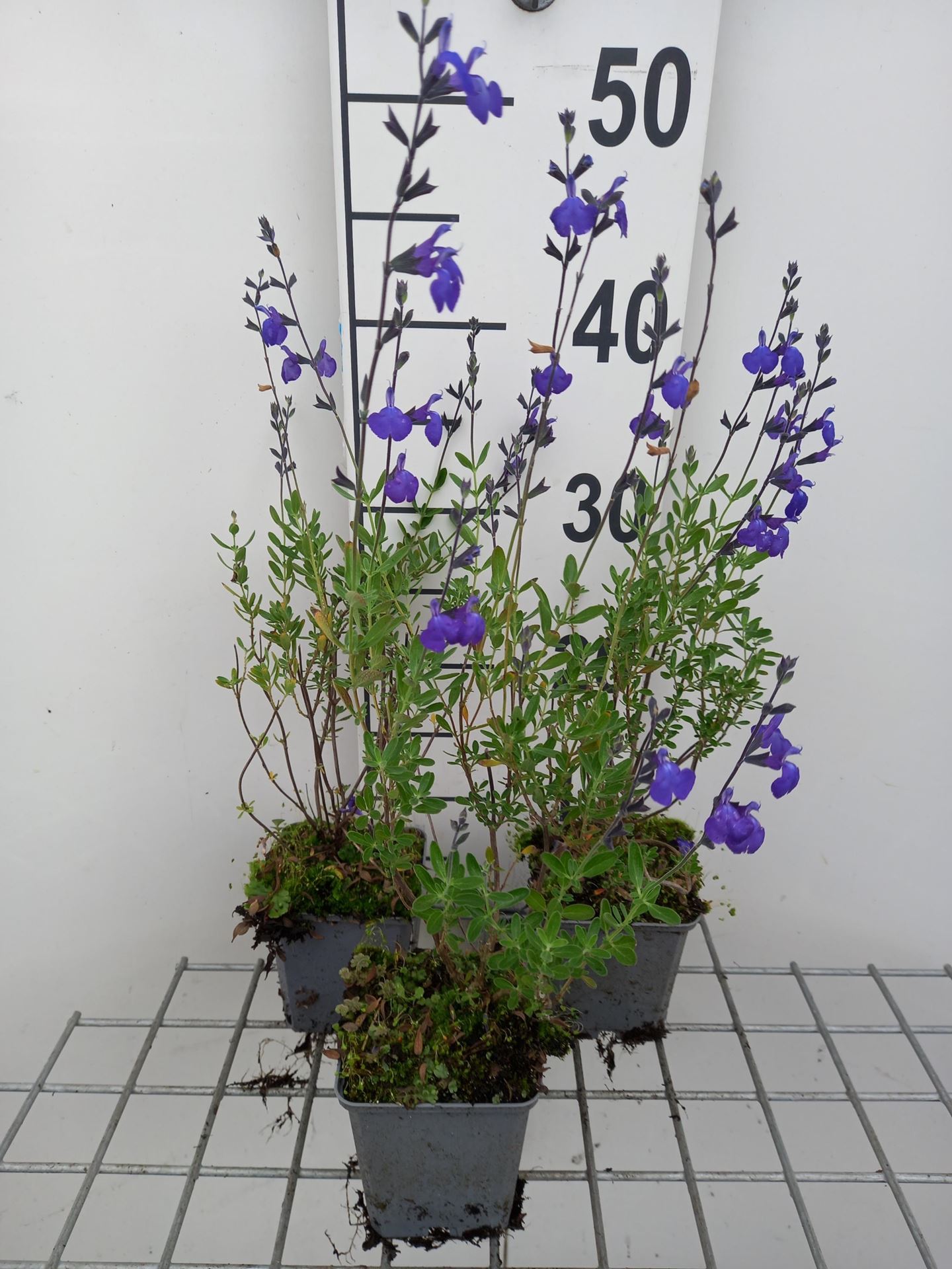Salvia lycioides - pot 9x9 cm - afbeelding