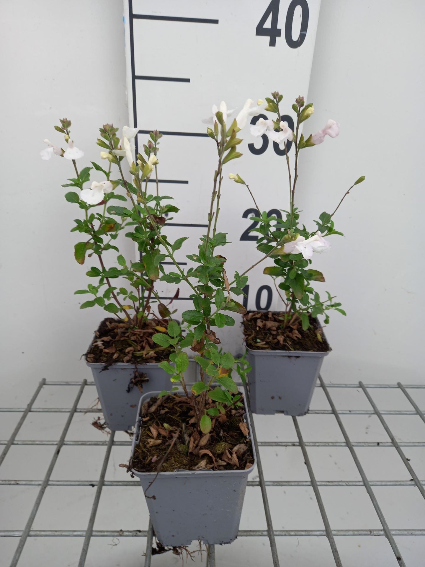 Salvia microphylla'Gletsjer'- pot 9x9 cm - Salie afbeelding