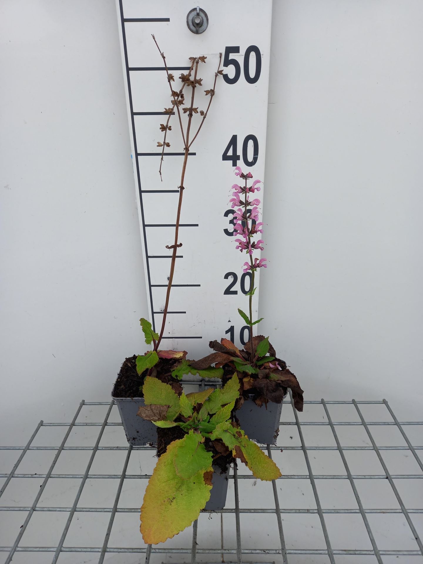 Salvia pratensis'Rose Rhapsody'- pot 9x9 cm afbeelding