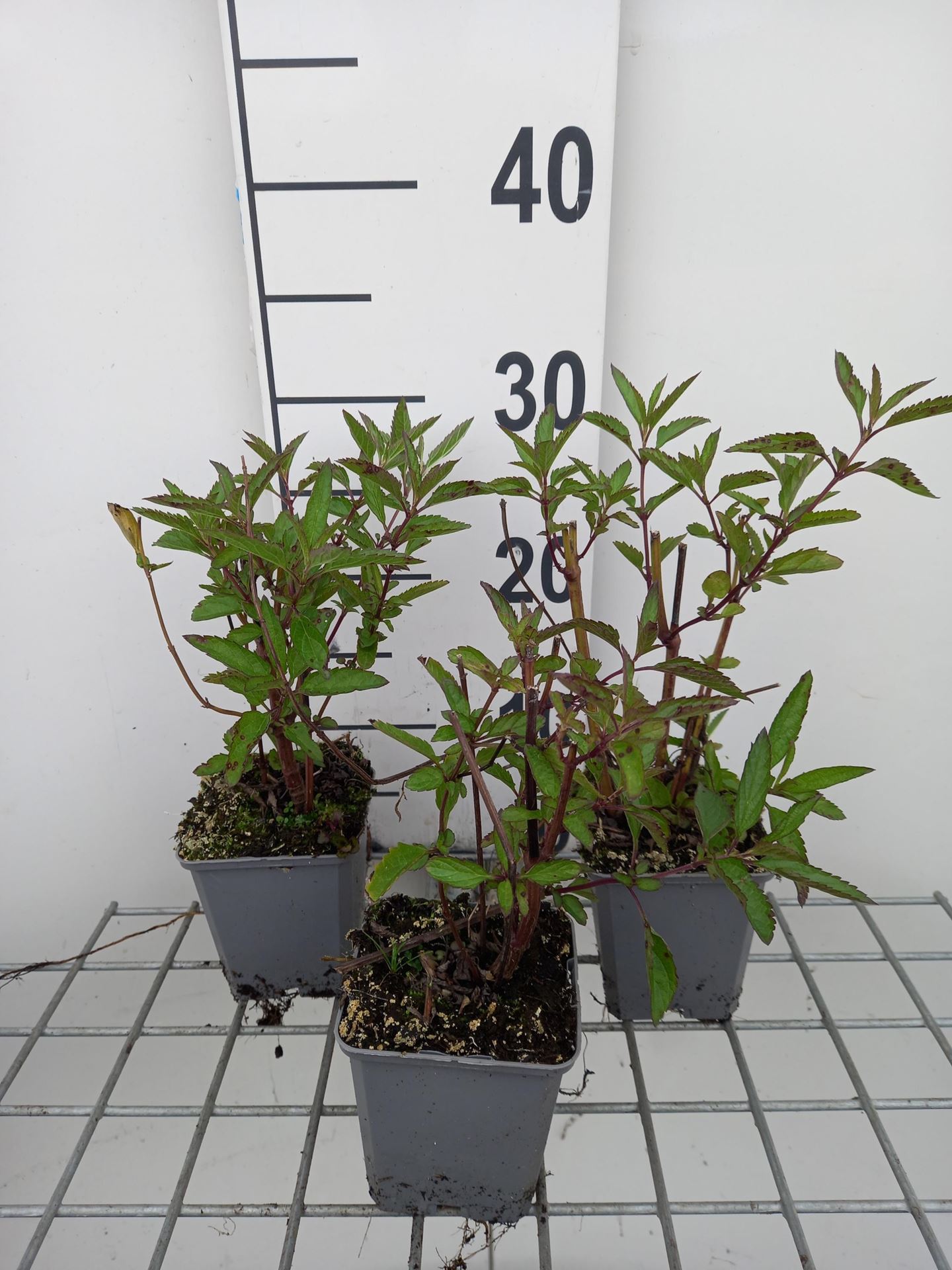 Salvia uliginosa - pot 9x9 cm - Salie afbeelding