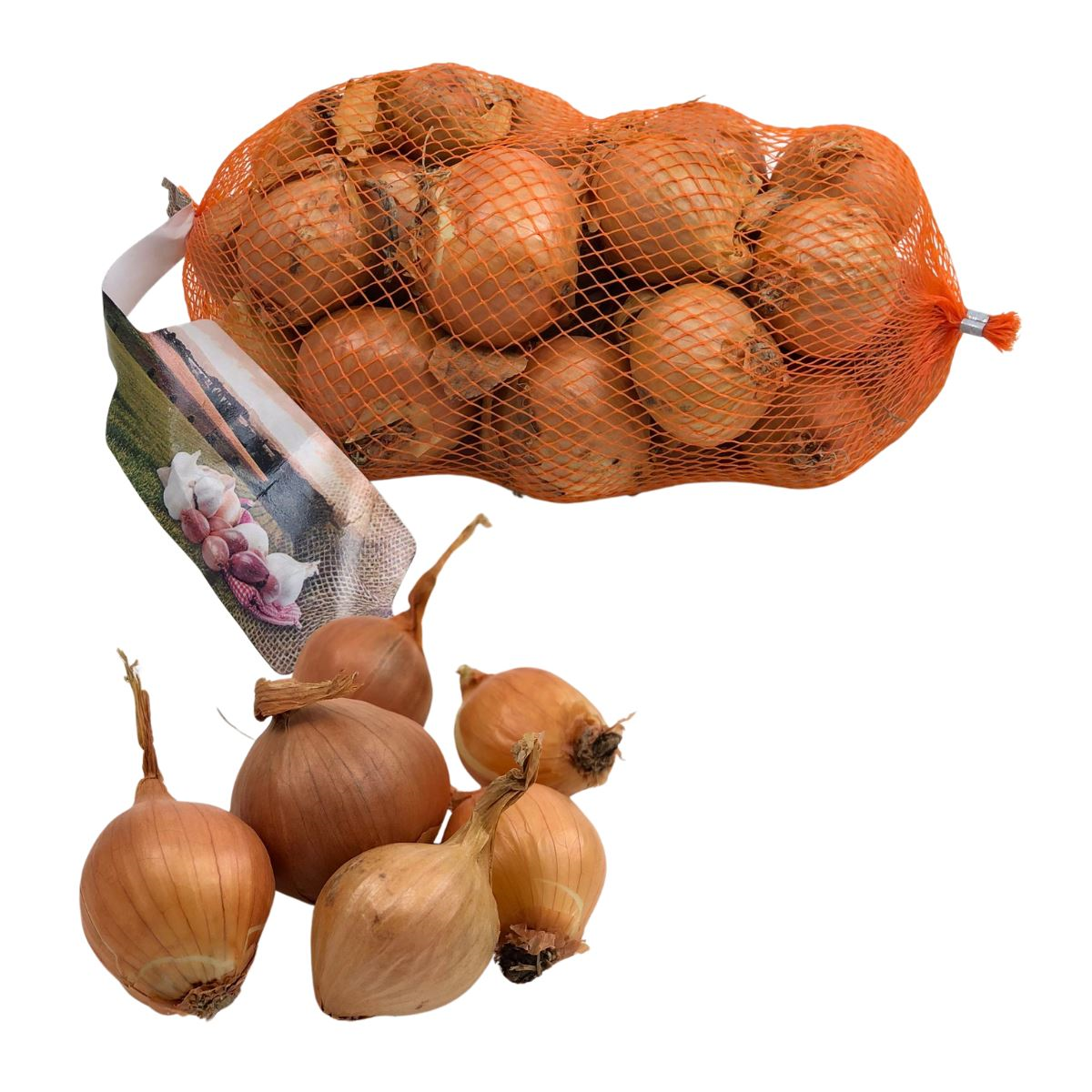 Plantsjalot Golden Gourmet 7/15 - goudgele sjalot - netje - 250g afbeelding