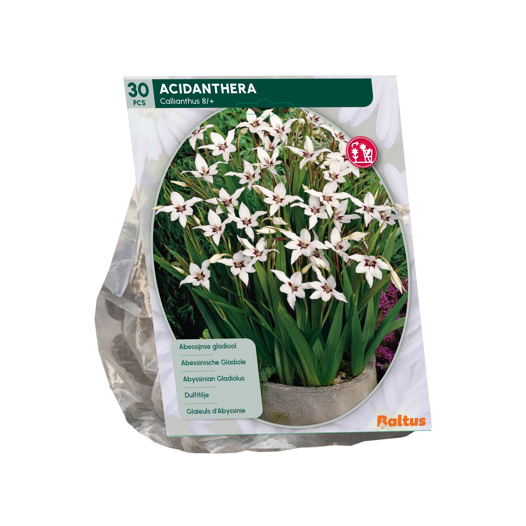Baltus gladiolen'Acidanthera'- Bicolor - Voorjaarsbloeiers - Per 30 bollen (wit) afbeelding