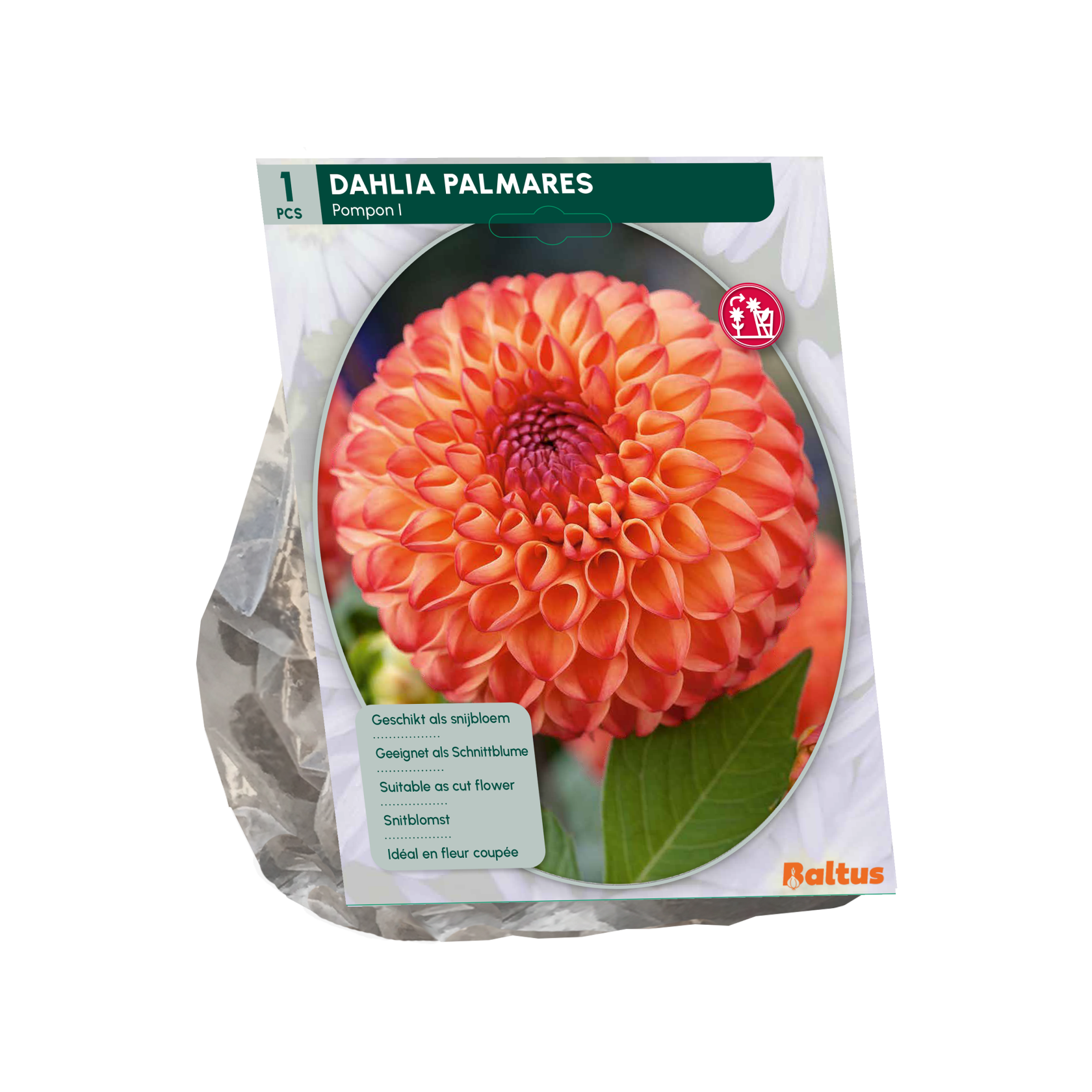 Baltus dahlia'Pompon Palmares'- Najaarsbloeiers - 1 bol (oranje) afbeelding