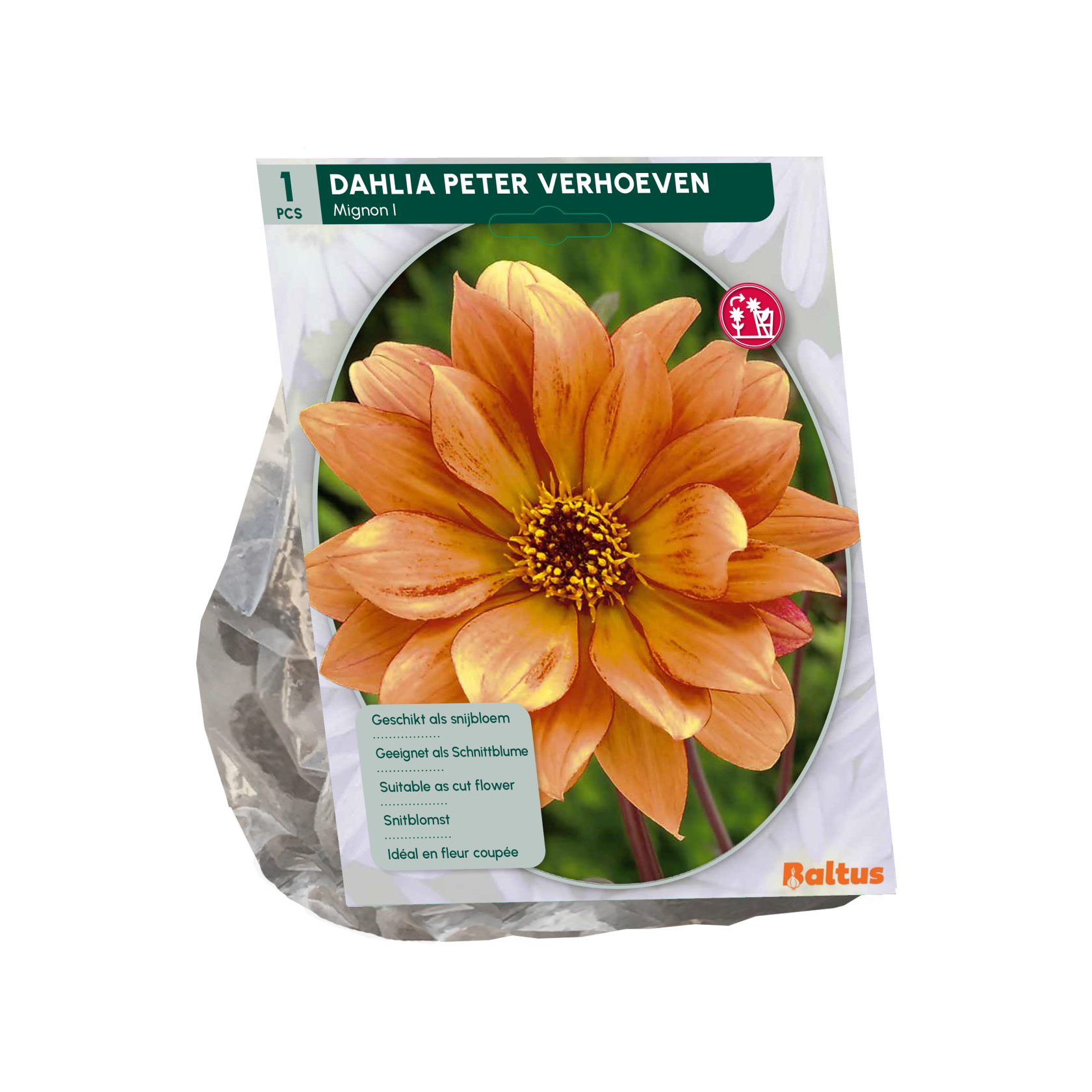 Baltus dahlia'Mignon Peter Verhoeven'- Najaarsbloeiers - 1 bol (geel-oranje) afbeelding