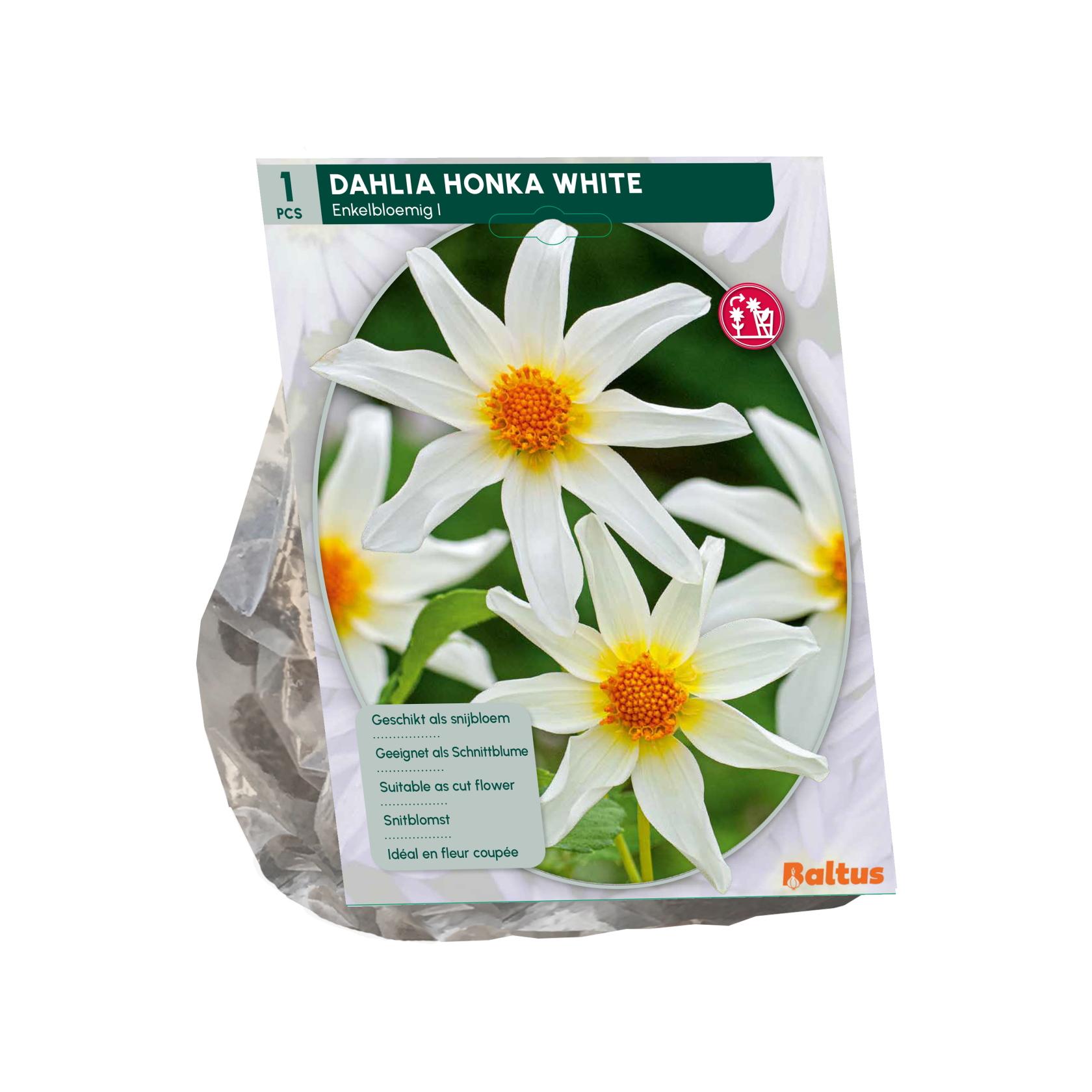 Baltus dahlia'Honka White'- Najaarsbloeiers - 1 bol (wit) afbeelding