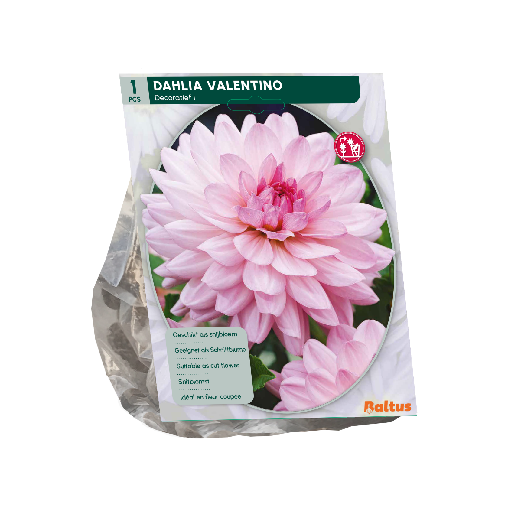 Baltus dahlia'Valentino'- Najaarsbloeiers - 1 bol (roze) afbeelding