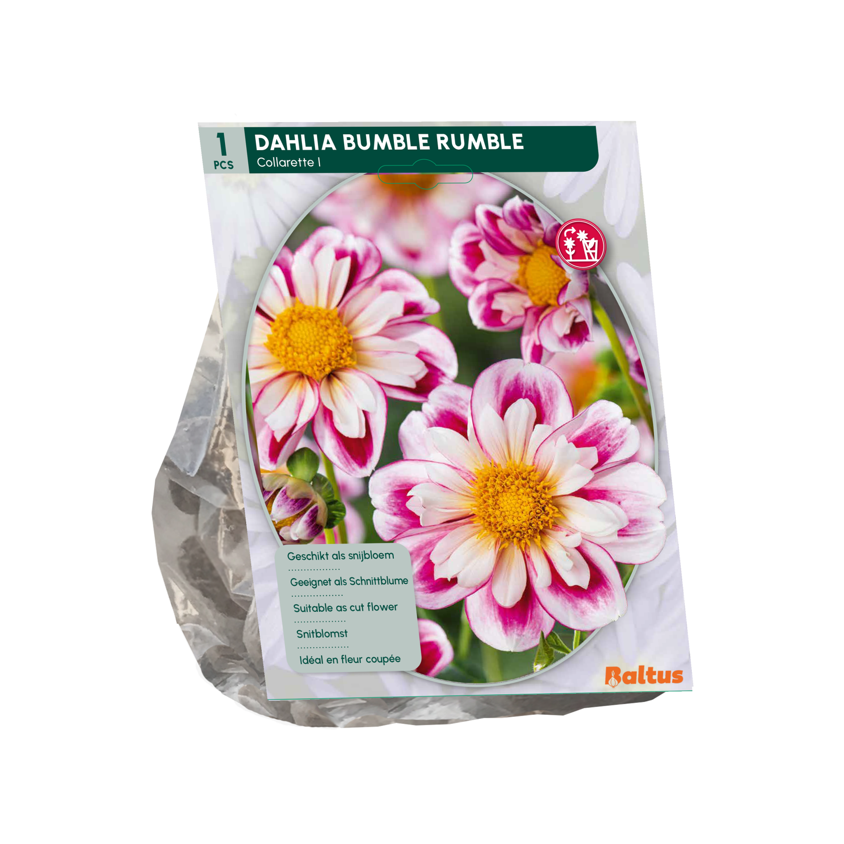 Baltus dahlia'Collarette Bumble Rumble'- Najaarsbloeiers - 1 bol (roze) afbeelding