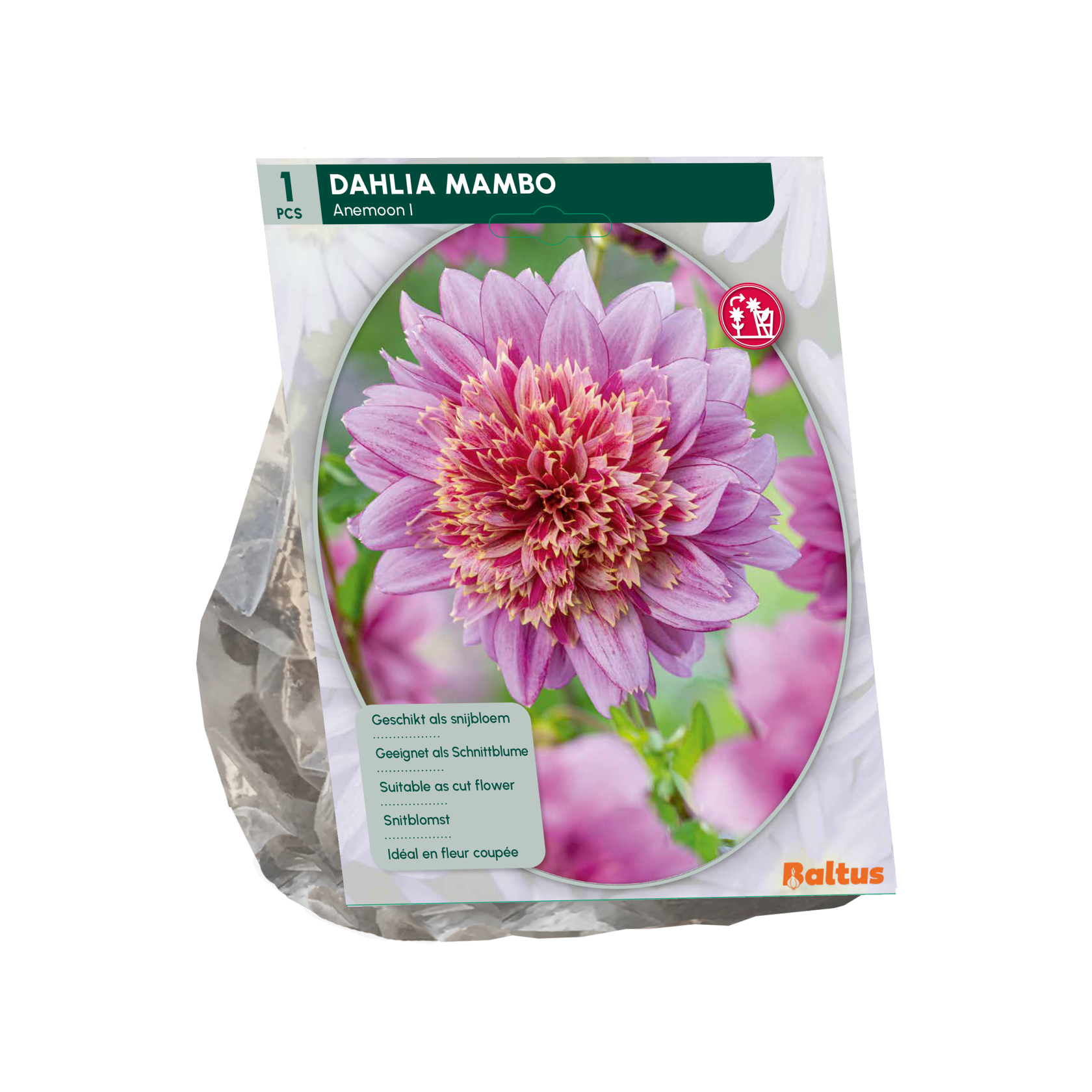 Baltus dahlia'Anemoon Mambo'- Najaarsbloeiers - 1 bol (roze) afbeelding