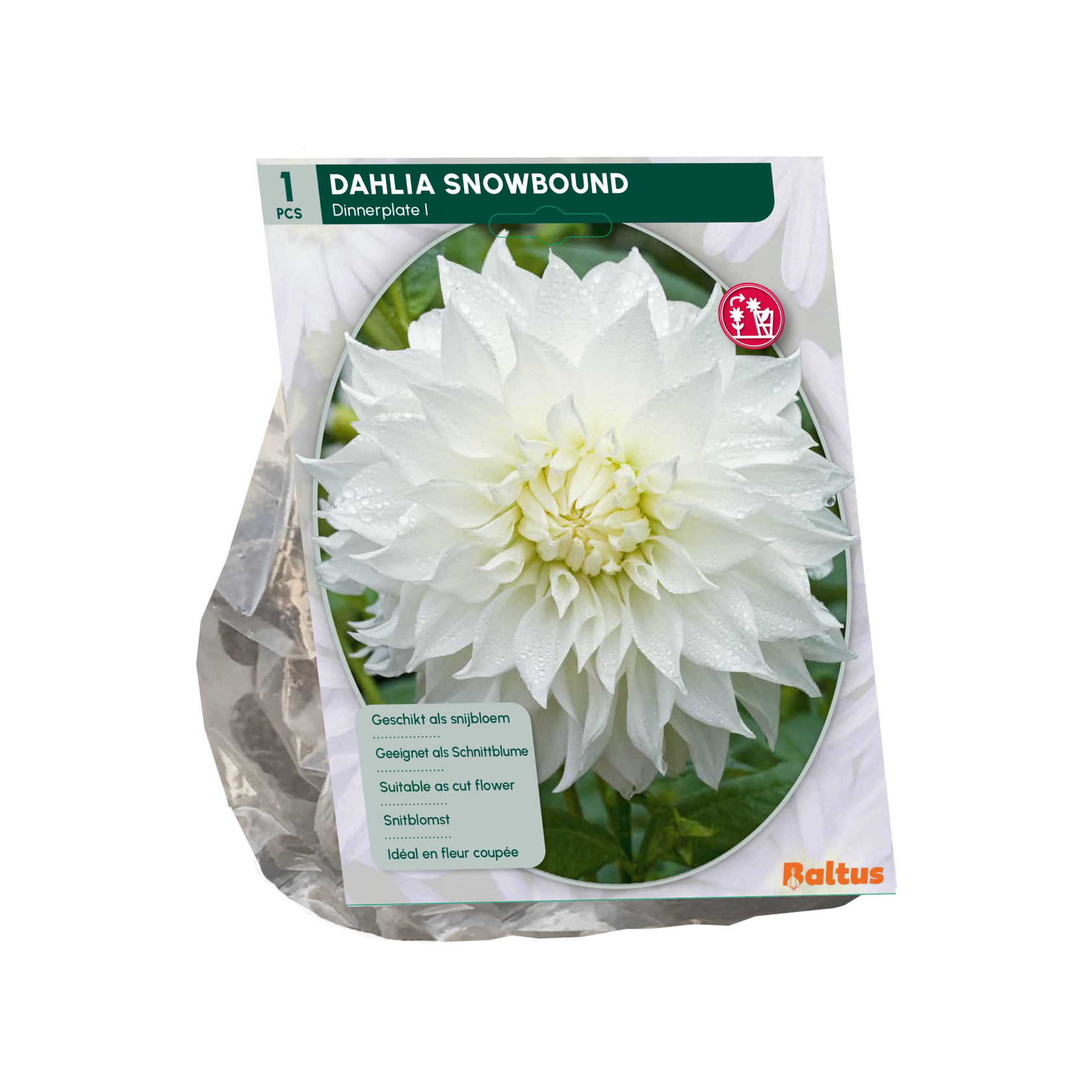 Baltus dahlia'Dinnerplate Snowbound'- Najaarsbloeiers - 1 bol (wit) afbeelding
