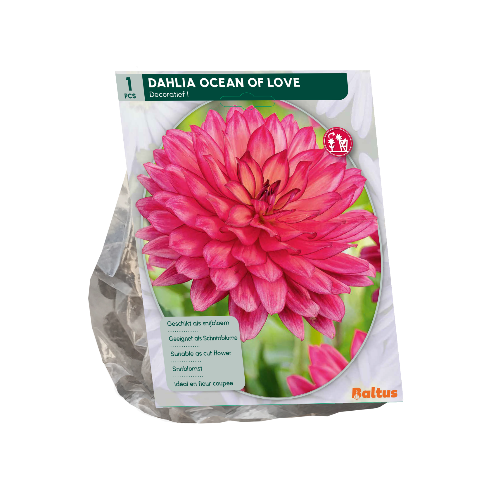 Baltus dahlia'Ocean of Love'- Najaarsbloeiers - 1 bol (roze-paars) afbeelding