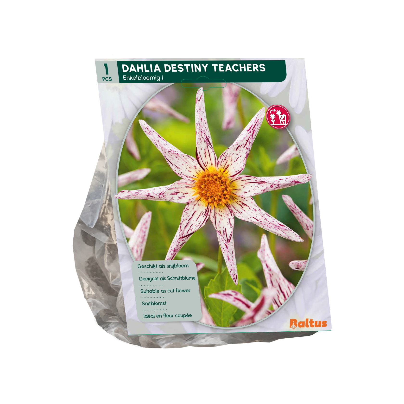 Baltus dahlia'Destiny's Teachers'- enkelbloemig - Najaarsbloeiers - 1 bol (wit-paars) afbeelding