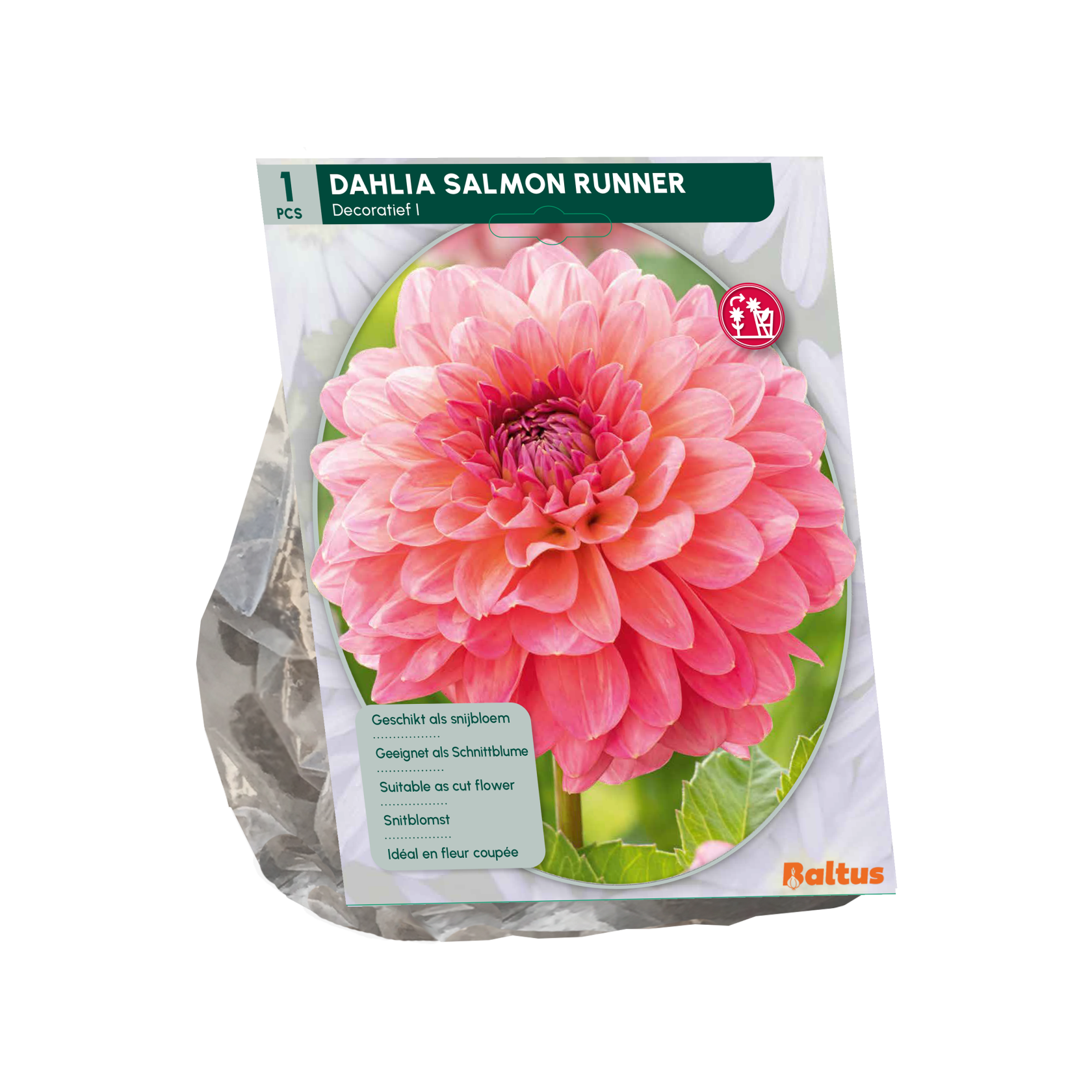 Baltus dahlia'Salmon Runner'- Najaarsbloeiers - 1 bol (roze) afbeelding