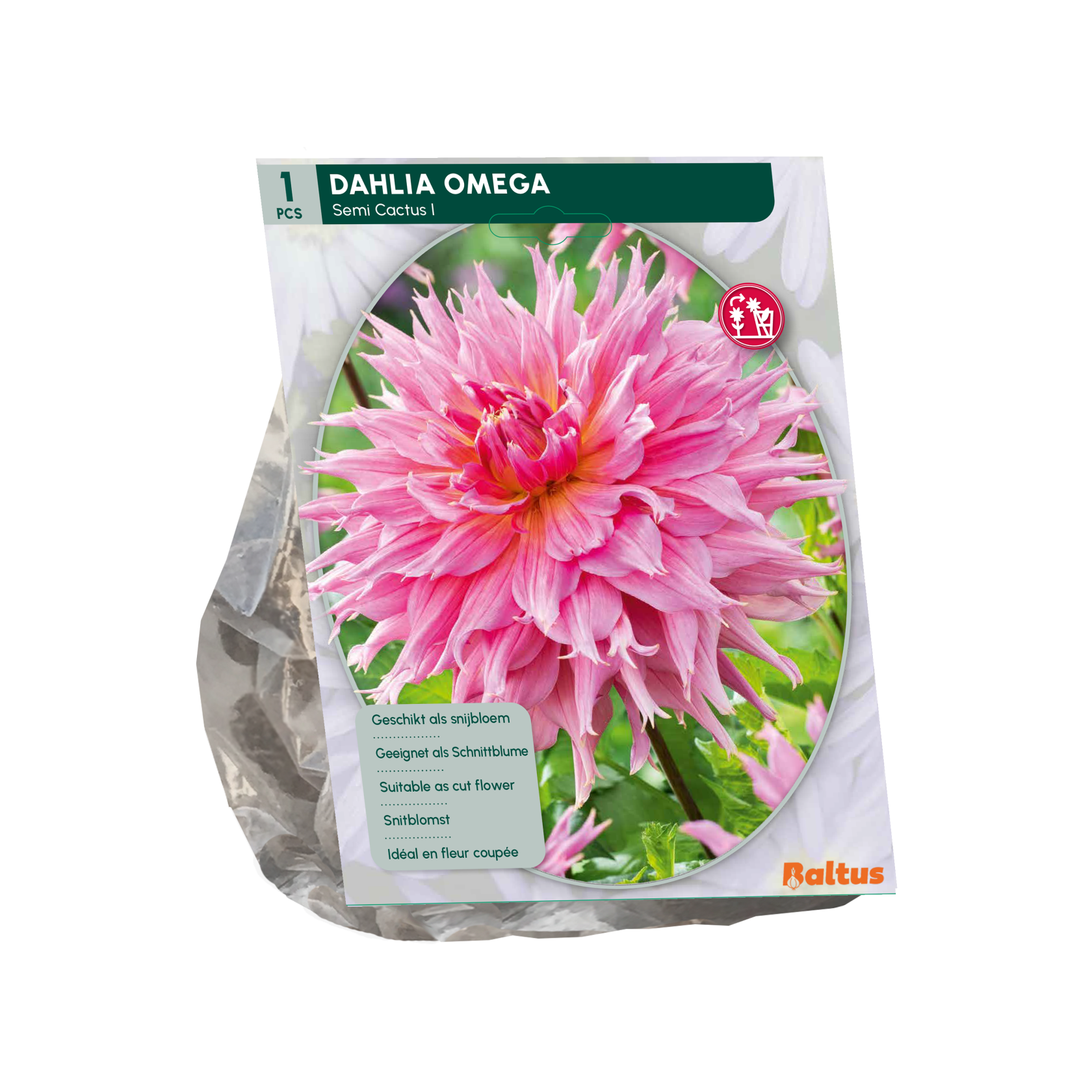 Baltus dahlia'Semi-cactus Omega'- Najaarsbloeiers - 1 bol (roze) afbeelding