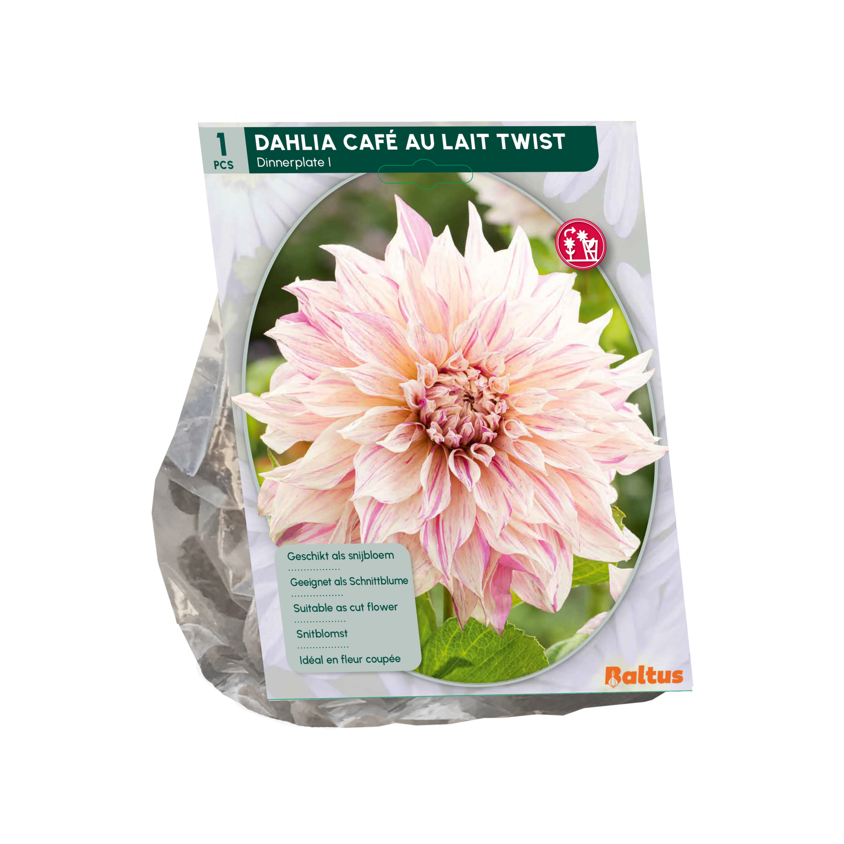 Baltus dahlia'Dinnerplate Café au Lait Twist'- Najaarsbloeiers - 1 bol (roze) afbeelding
