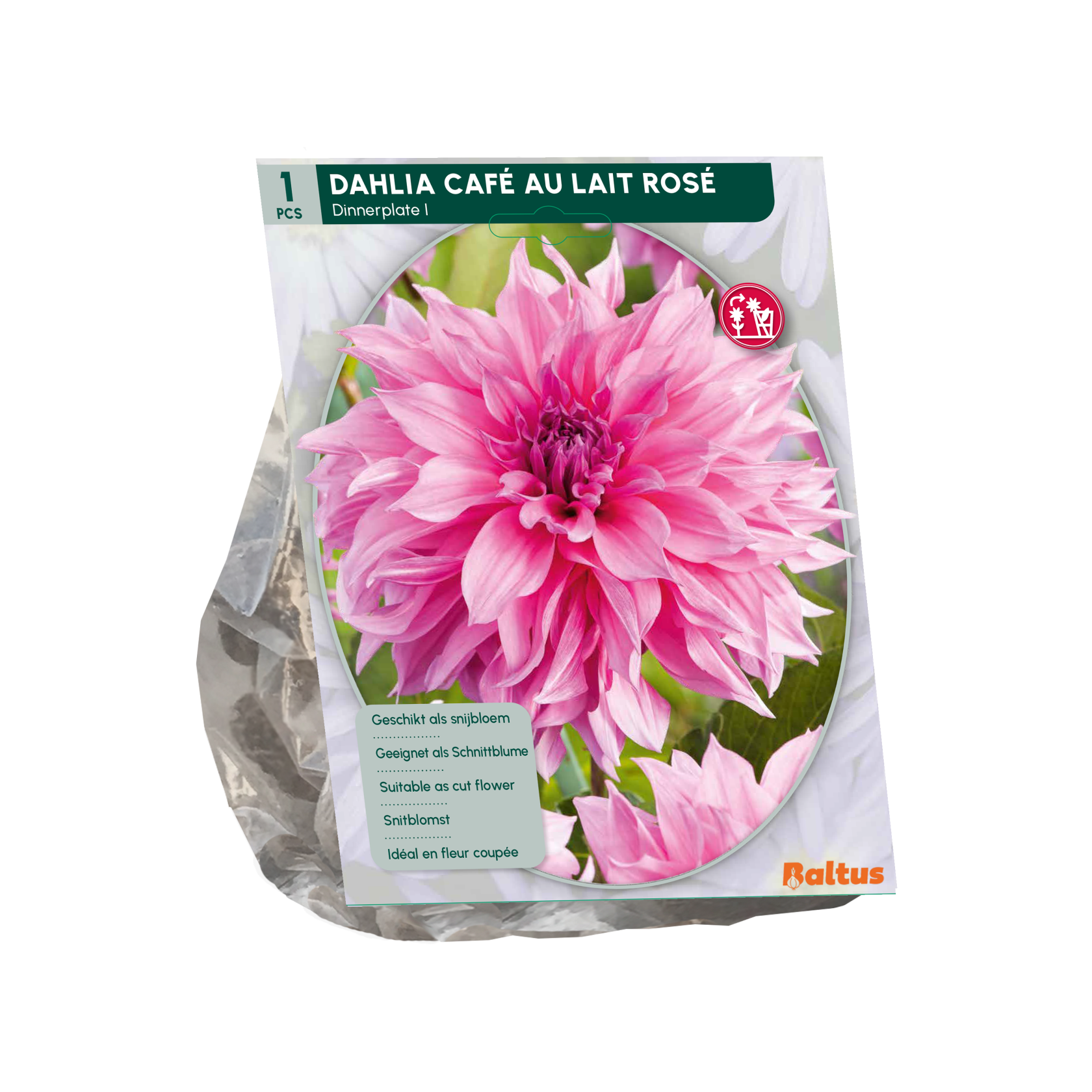 Baltus dahlia'Dinnerplate Café au Lait Rosé'- Najaarsbloeiers - 1 bol (roze) afbeelding