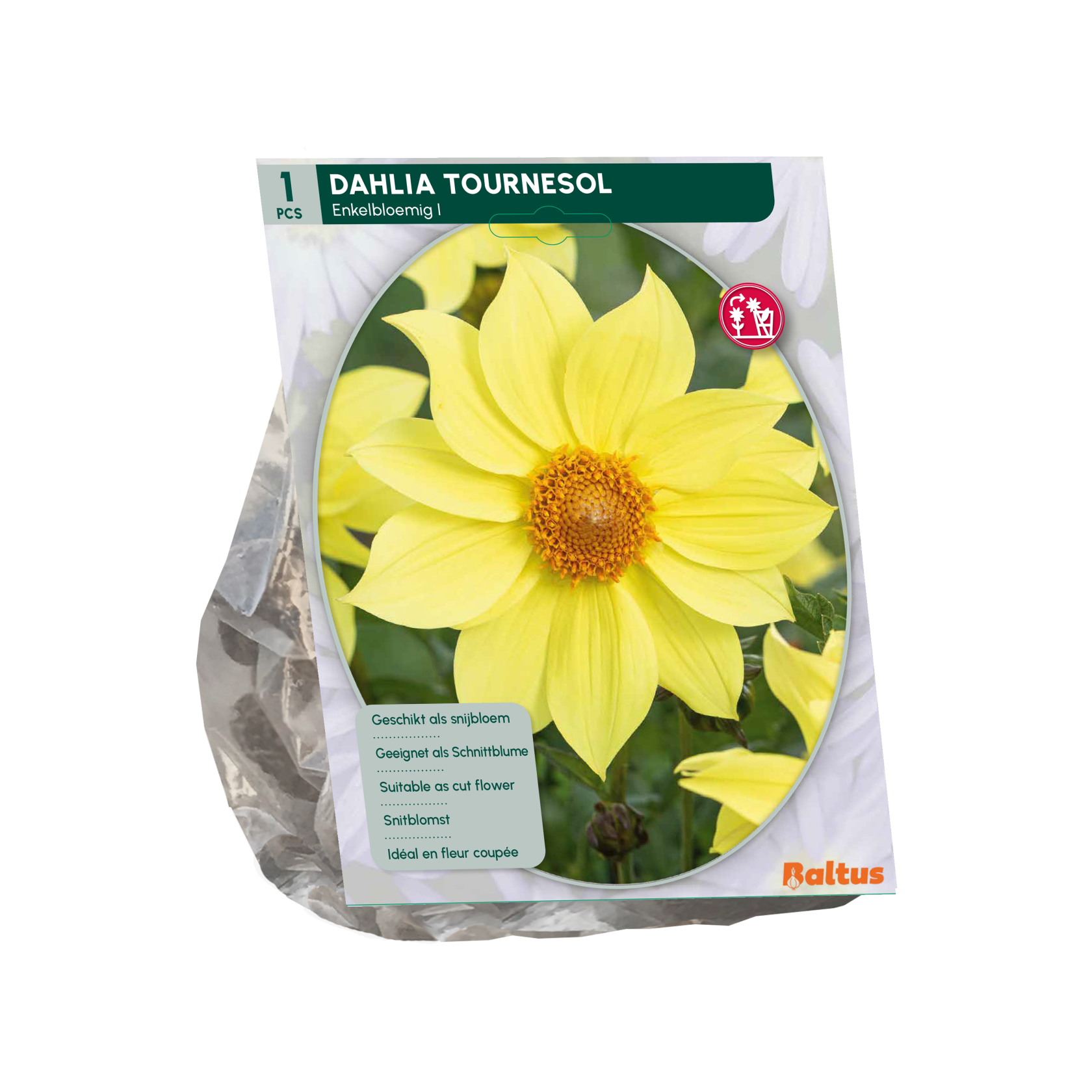 Baltus dahlia'Tournesol'- Najaarsbloeiers - 1 bol (geel) afbeelding