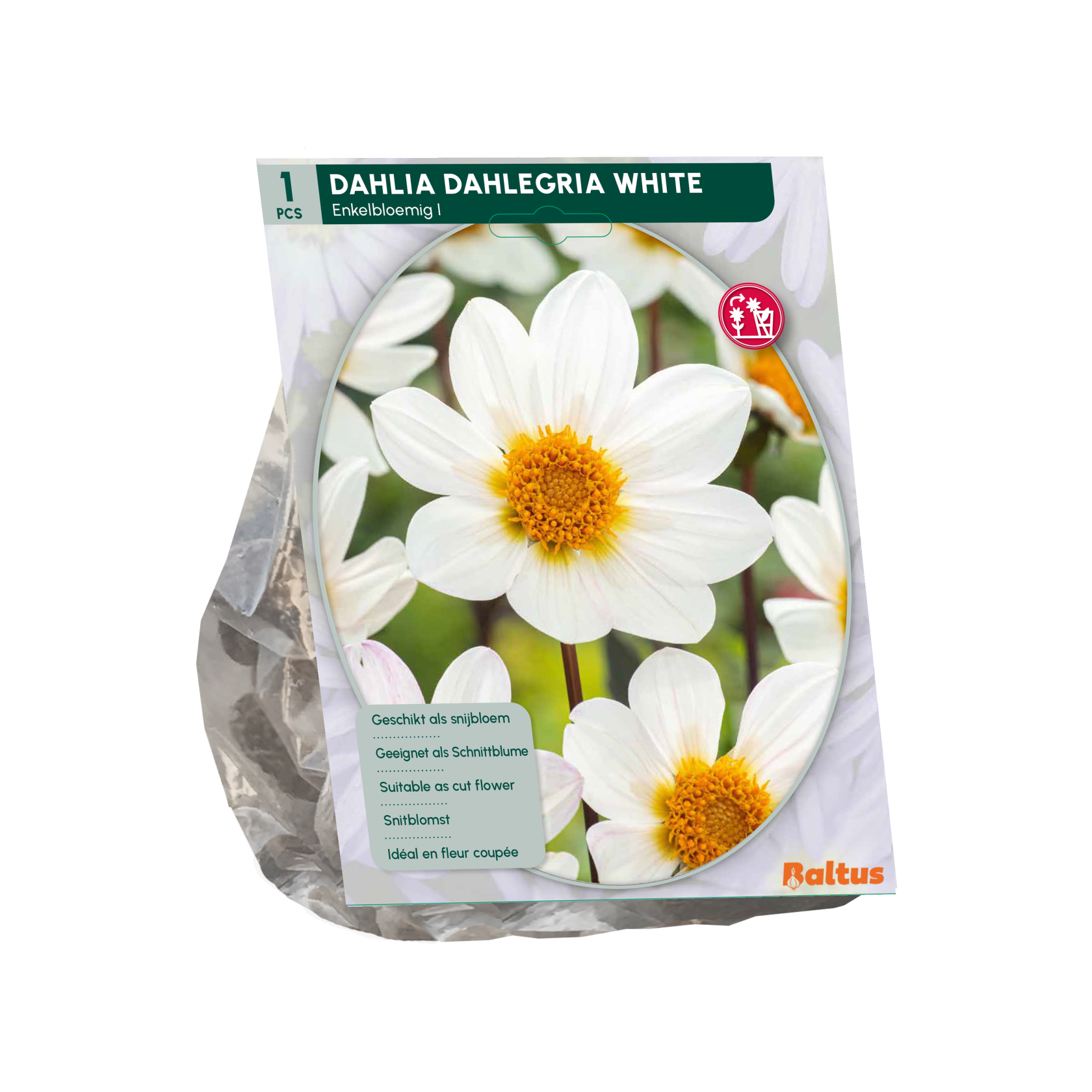 Baltus dahlia'Dahlegria White'- Najaarsbloeiers - 1 bol (wit) afbeelding