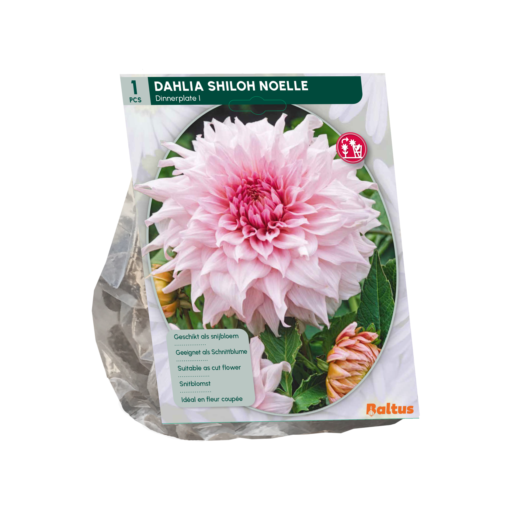 Baltus dahlia'Dinnerplate Shiloh Noelle'- Najaarsbloeiers - 1 bol (roze) afbeelding