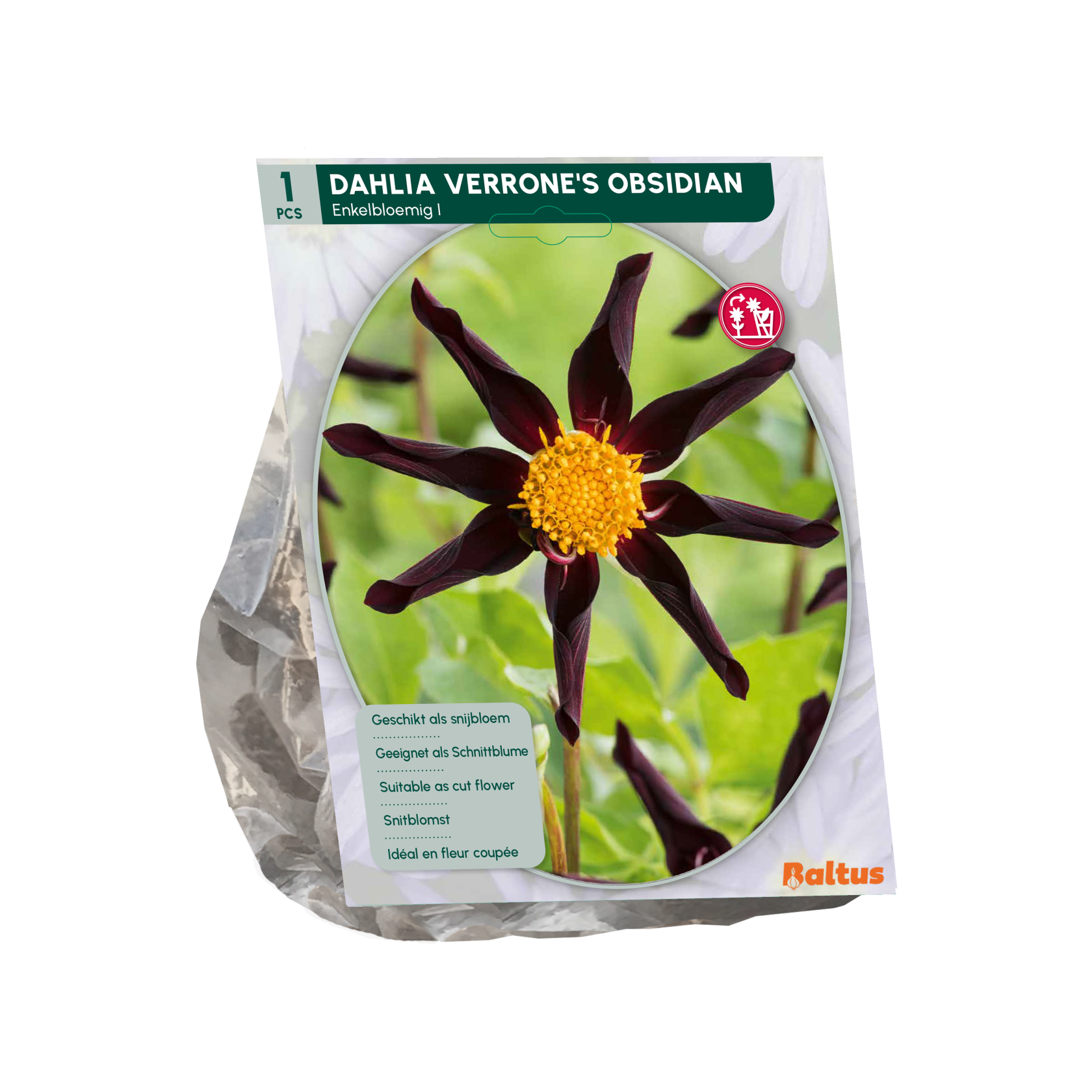 Baltus dahlia'Verrone's Obsidian'- Najaarsbloeiers - 1 bol (Paars-rood) afbeelding