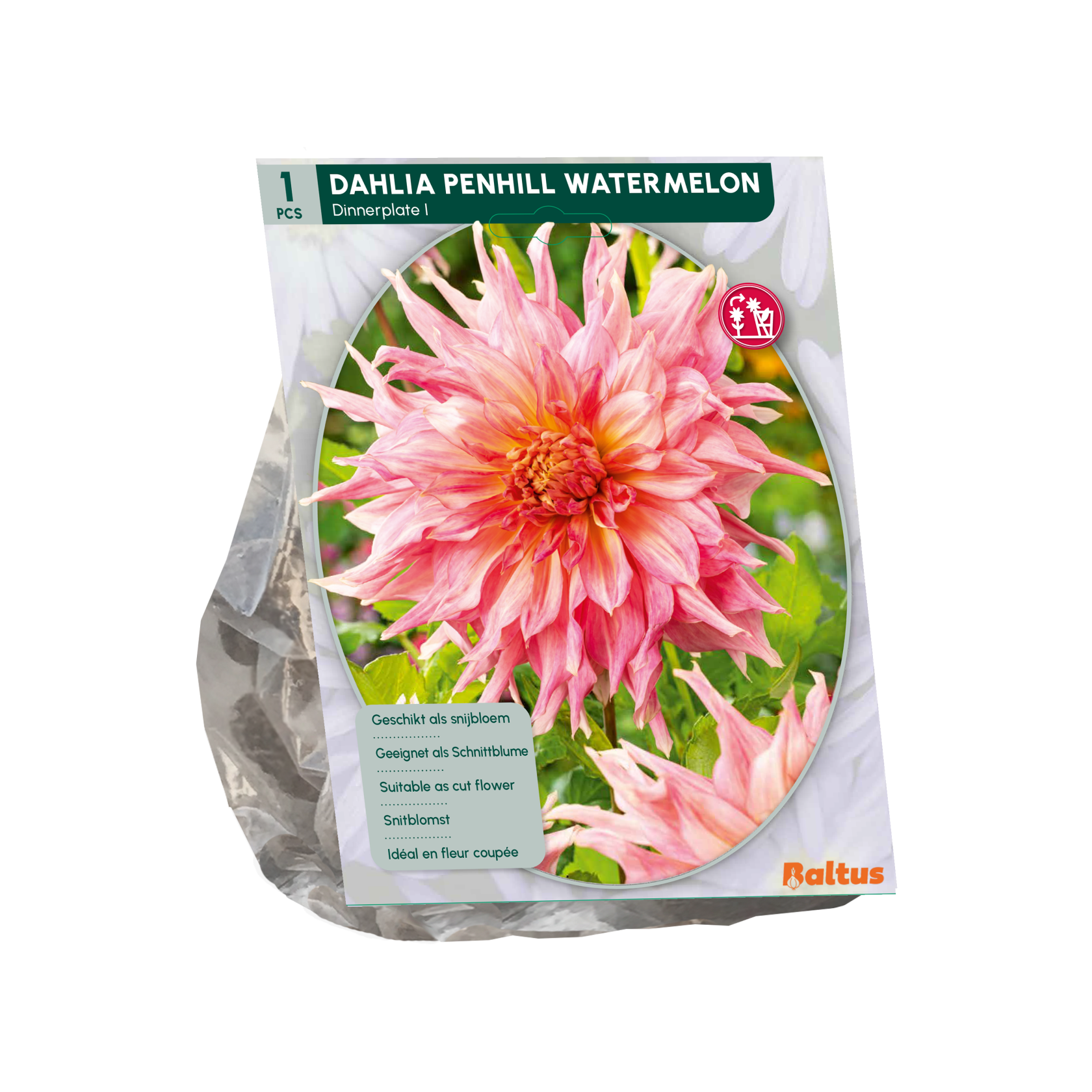 Baltus dahlia'Dinnerplate Penhill Watermelon'- Najaarsbloeiers - 1 bol (roze) afbeelding