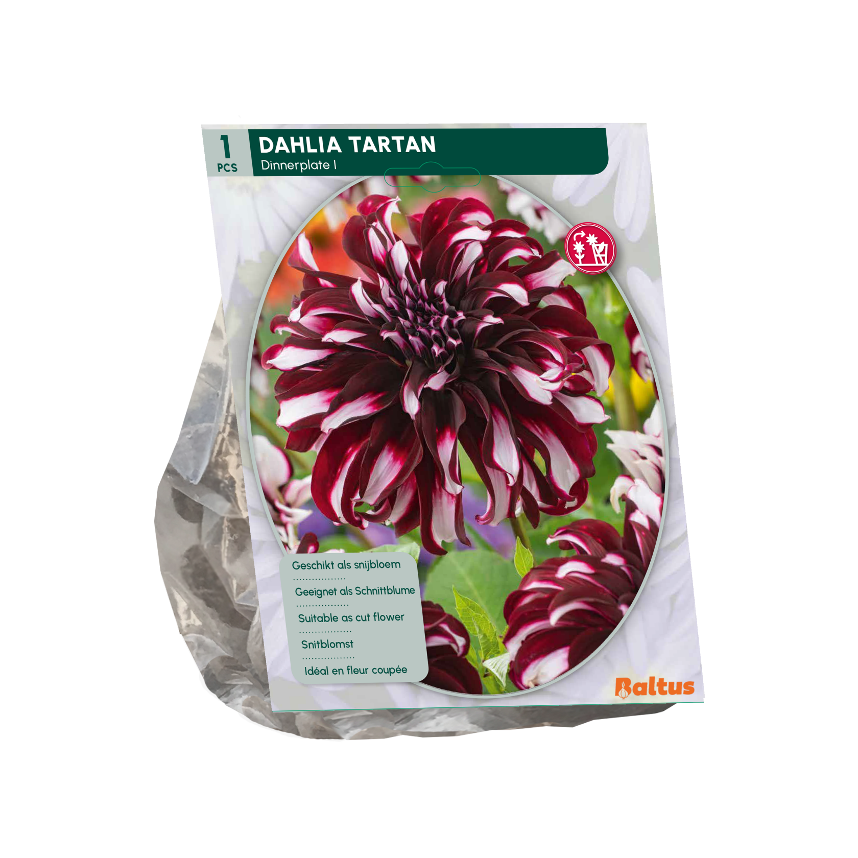 Baltus dahlia'Dinnerplate Tartan'- Najaarsbloeiers - 1 bol (Rood-wit) afbeelding