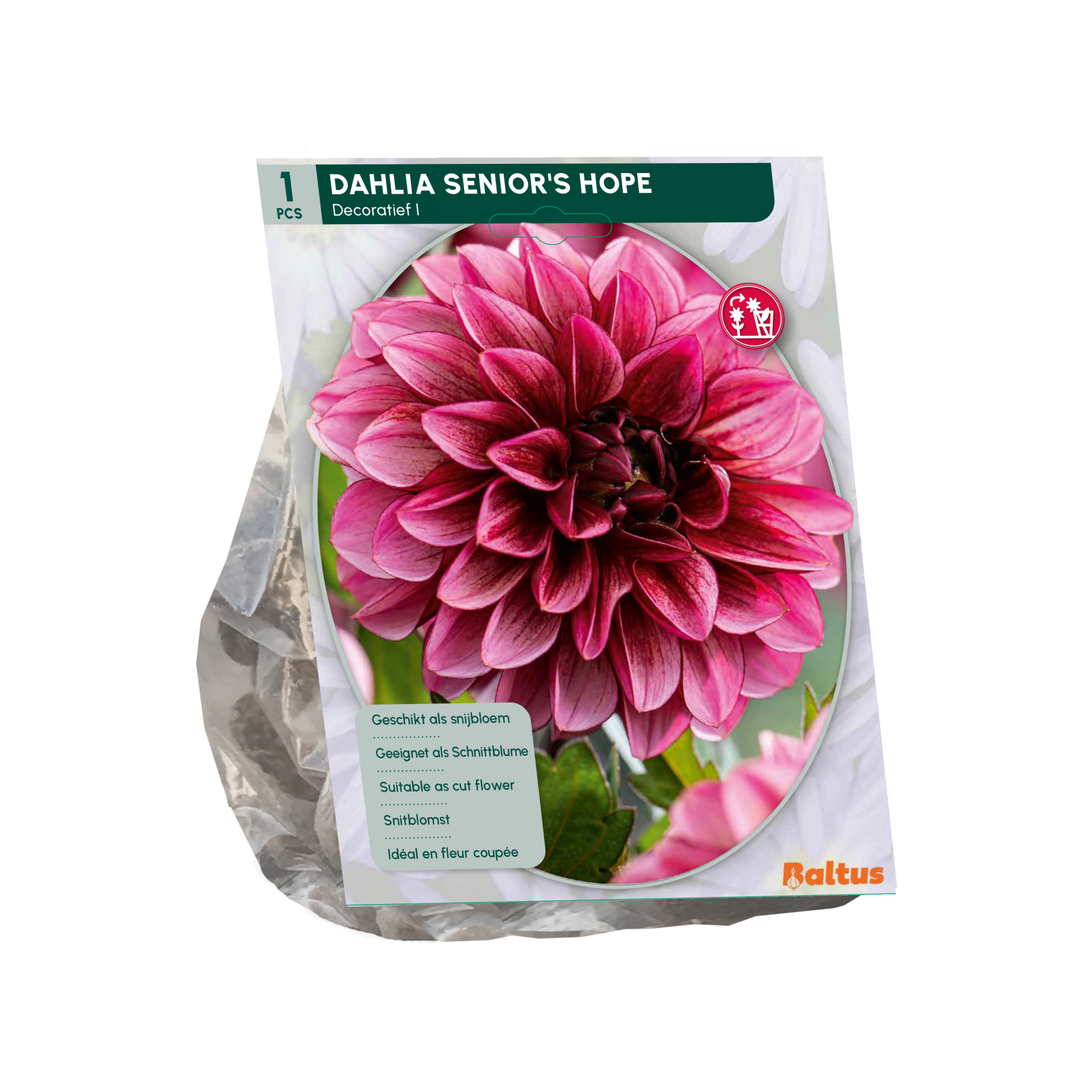Baltus dahlia'Senior's Hope'- Najaarsbloeiers - 1 bol (roze-paars) afbeelding