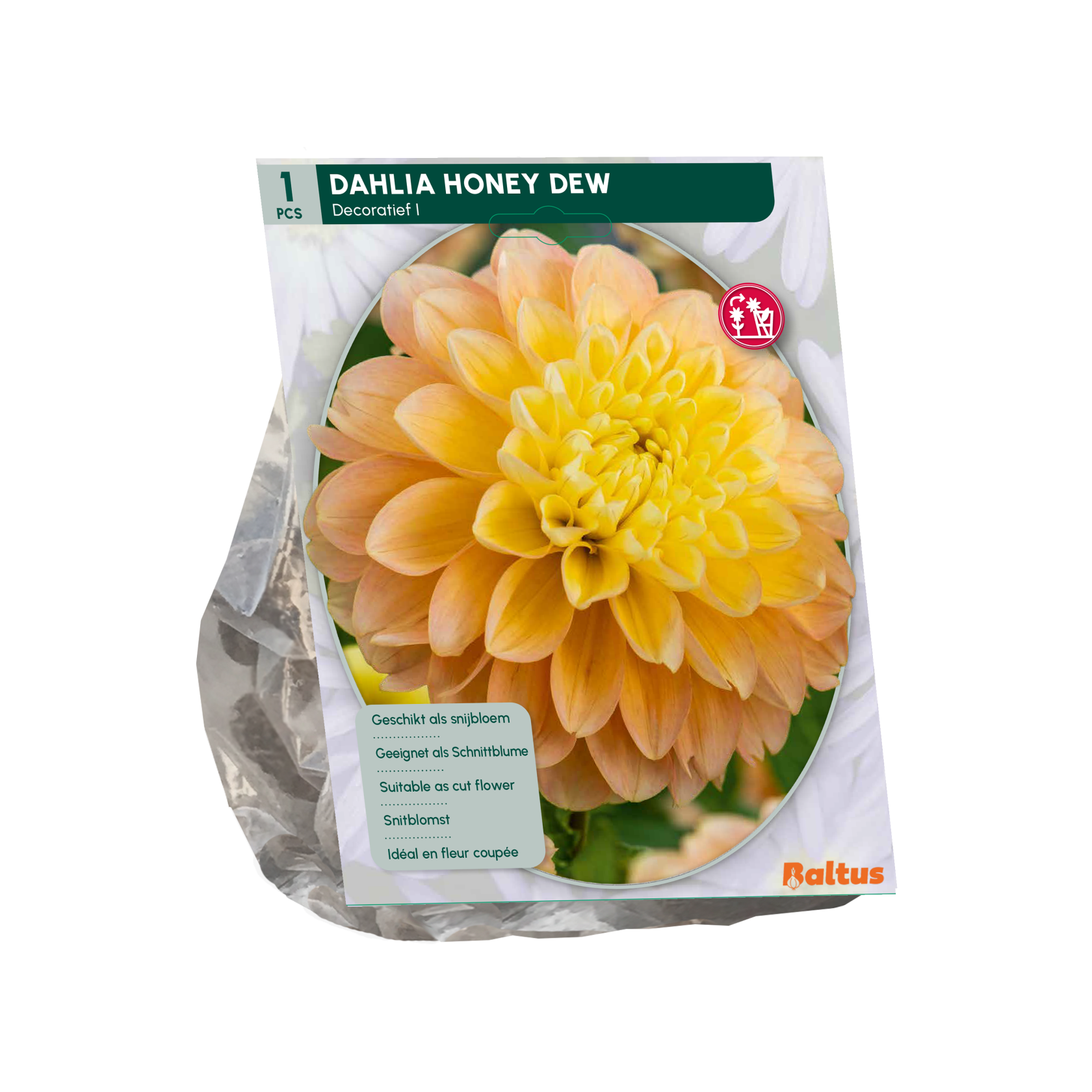 Baltus dahlia'Honey Dew'- Najaarsbloeiers - 1 bol (geel) afbeelding