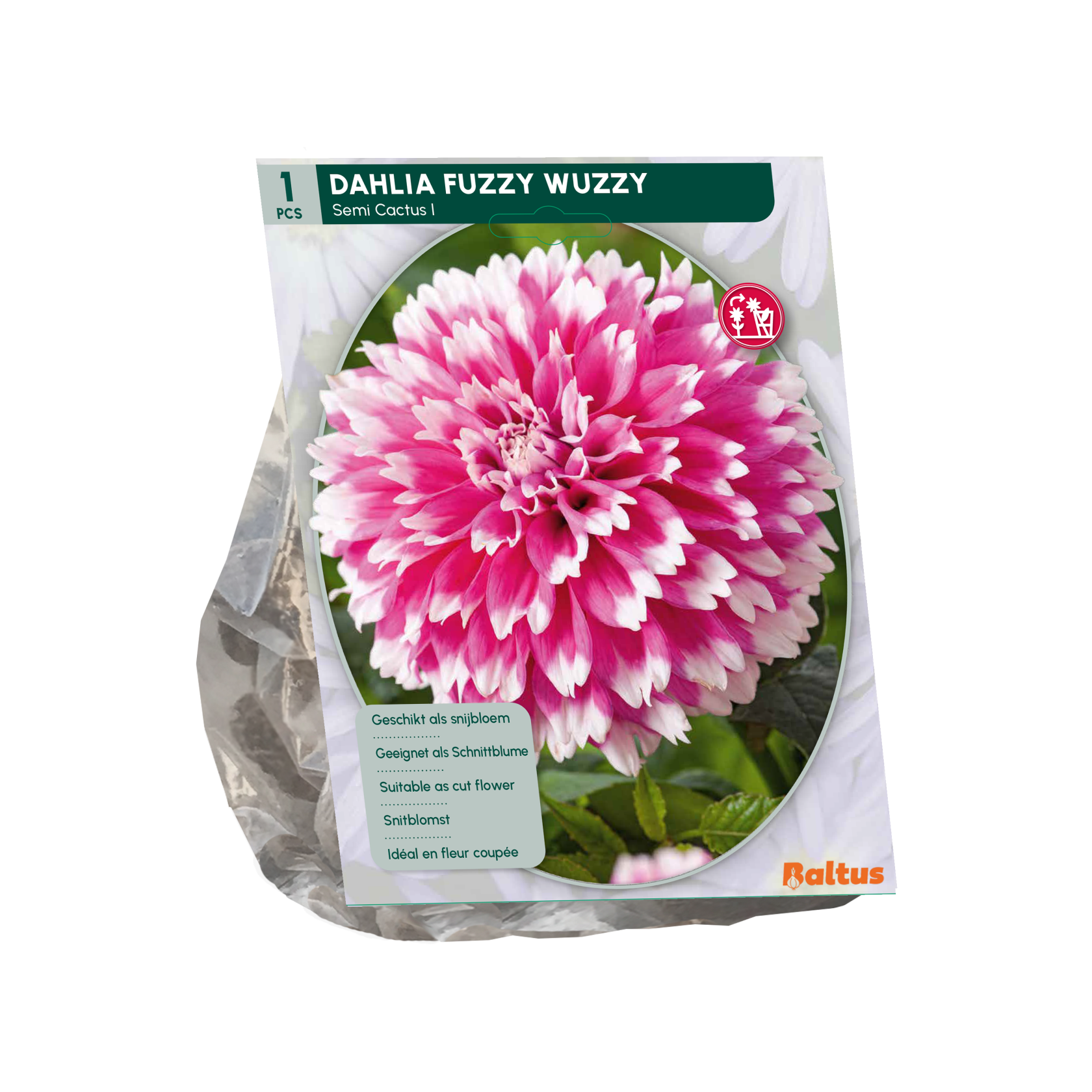 Baltus dahlia'Semi-cactus Fuzzy Wuzzy'- Najaarsbloeiers - 1 bol (roze-wit) afbeelding