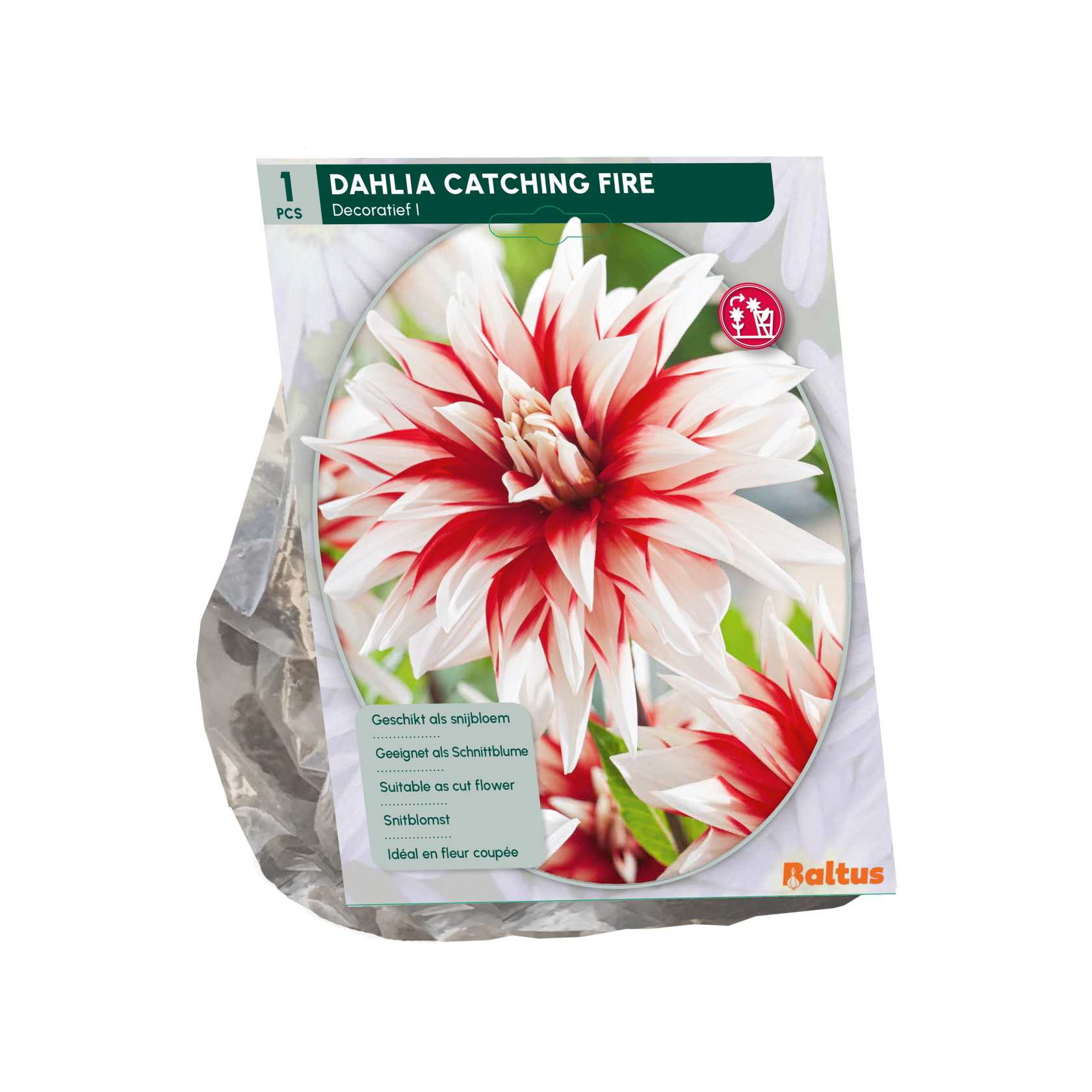 Baltus dahlia'Catching Fire'- Najaarsbloeiers - 1 bol (rood-wit) afbeelding
