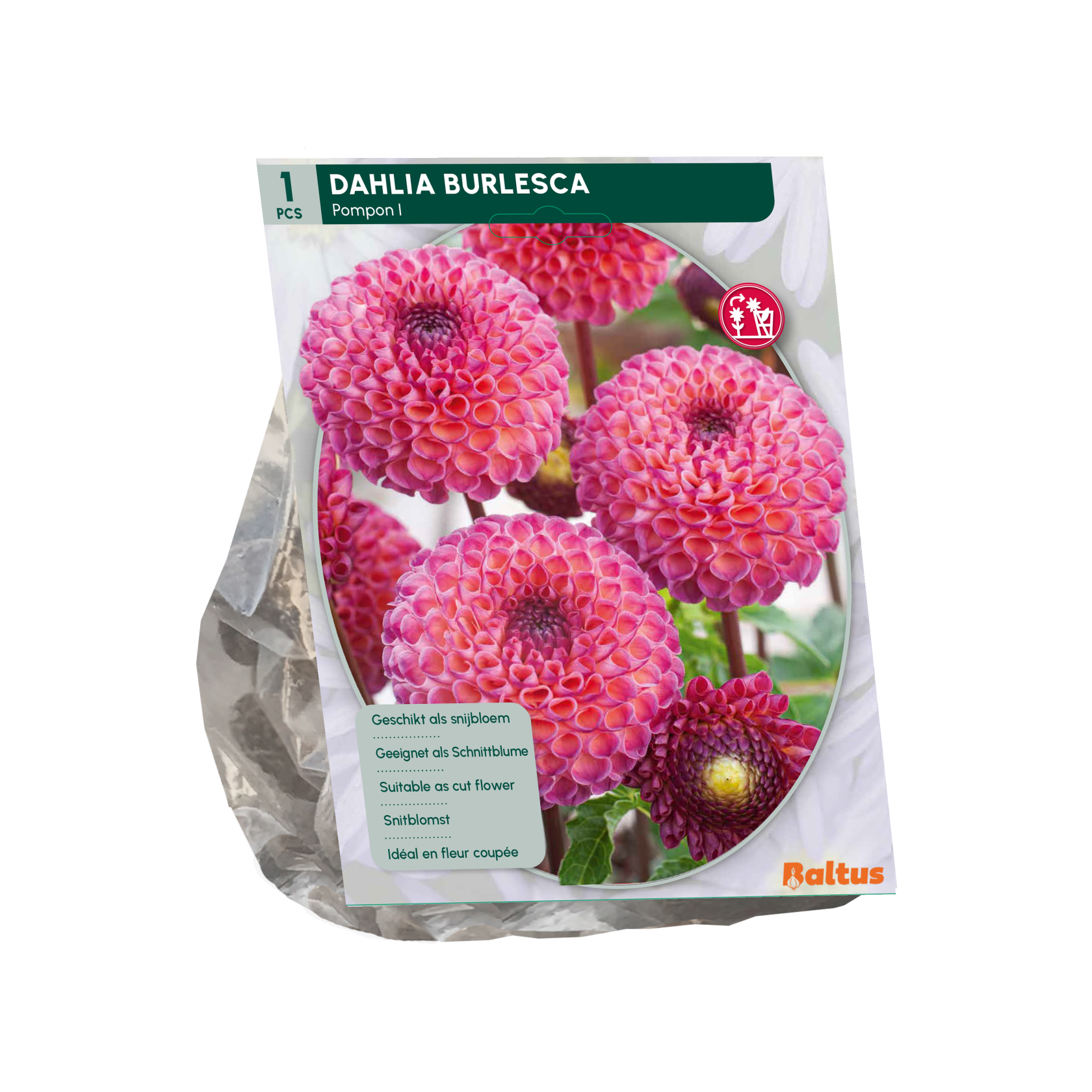 Baltus dahlia'Pompon Burlesca'- Najaarsbloeiers - 1 bol (roze-paars) afbeelding