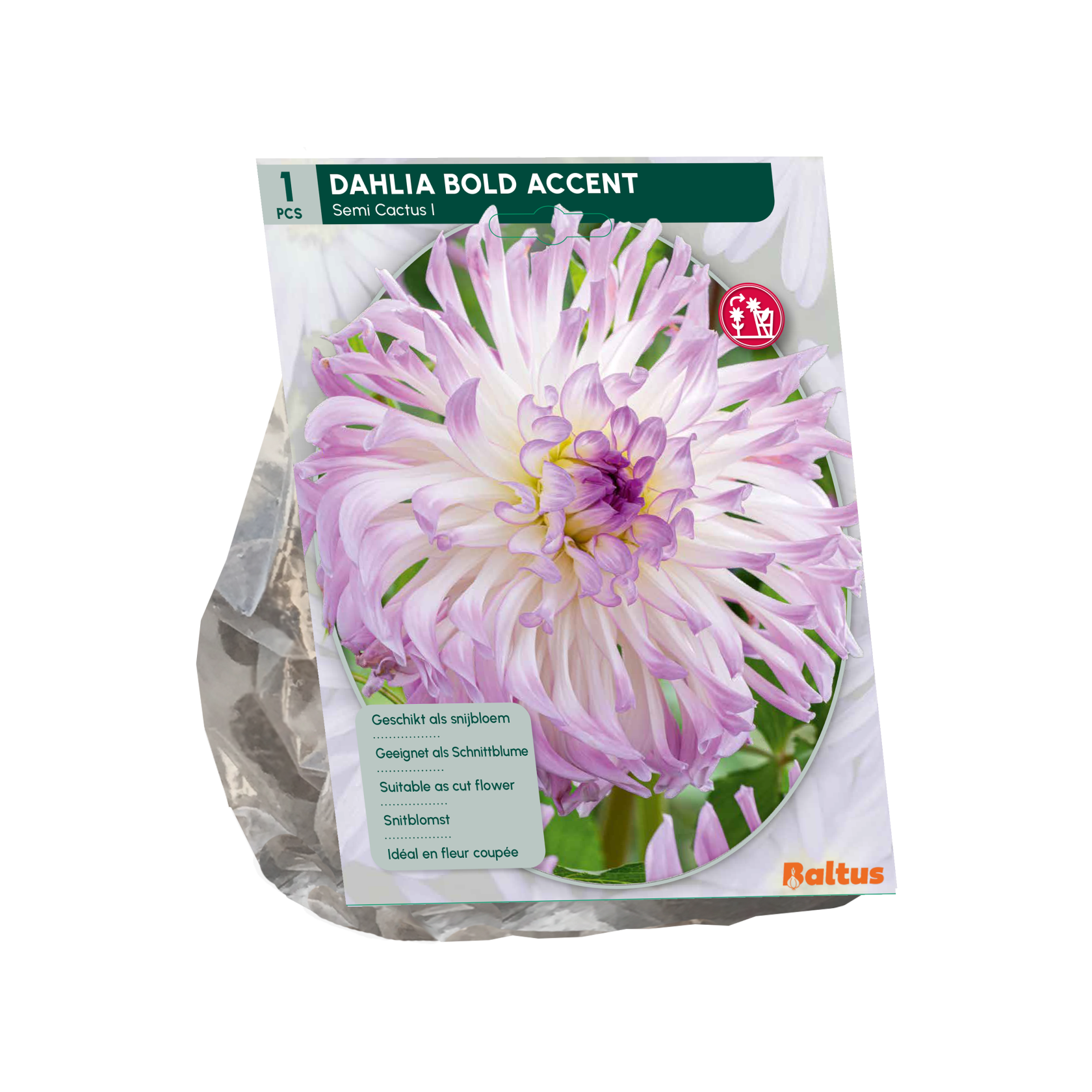 Baltus dahlia'Semi-cactus Bold Accent'- Najaarsbloeiers - 1 bol (roze-wit) afbeelding