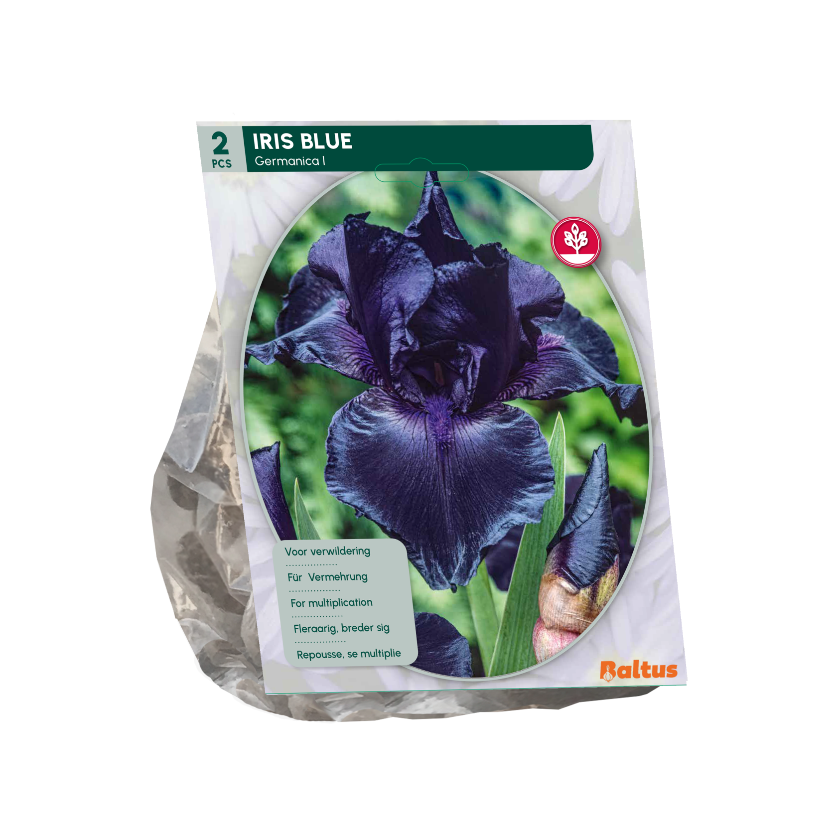 Baltus iris'Germanica'- Najaarsbloeiers - 1 bol (blauw) afbeelding