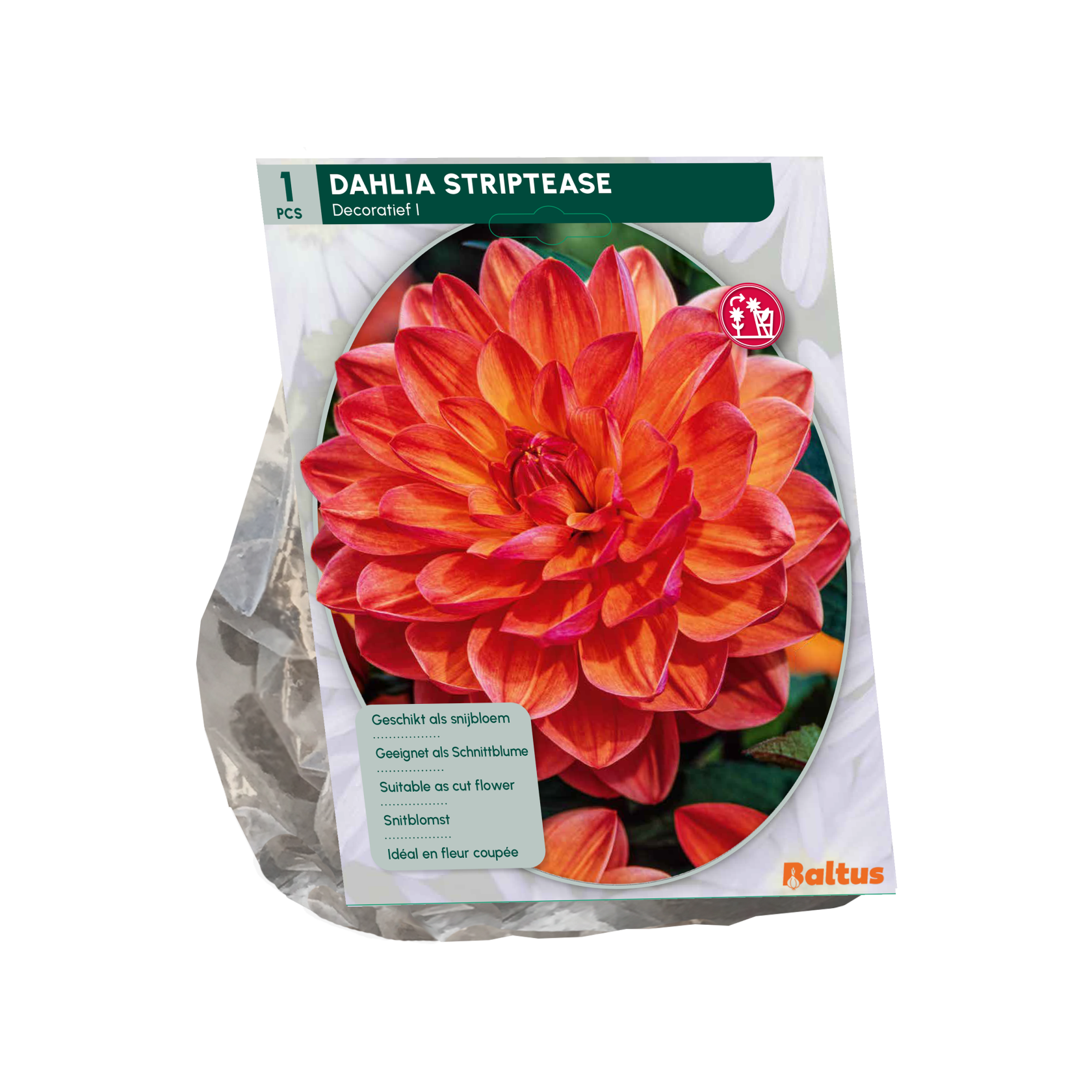 Baltus dahlia'Striptease'- Najaarsbloeiers - 1 bol (oranje-rood) afbeelding