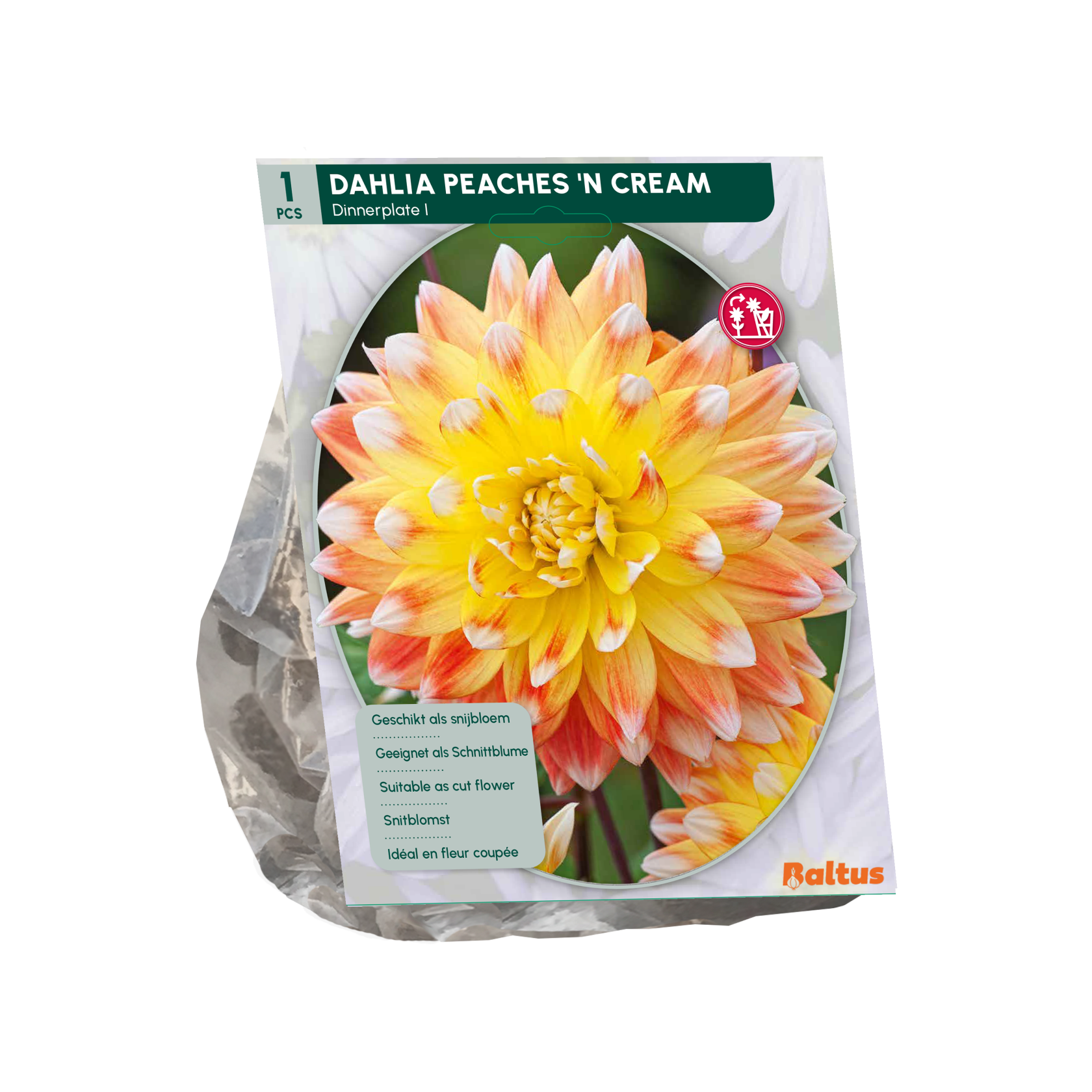 Baltus dahlia'Peaches'n Cream'- Najaarsbloeiers - 1 bol (geel-oranje) afbeelding