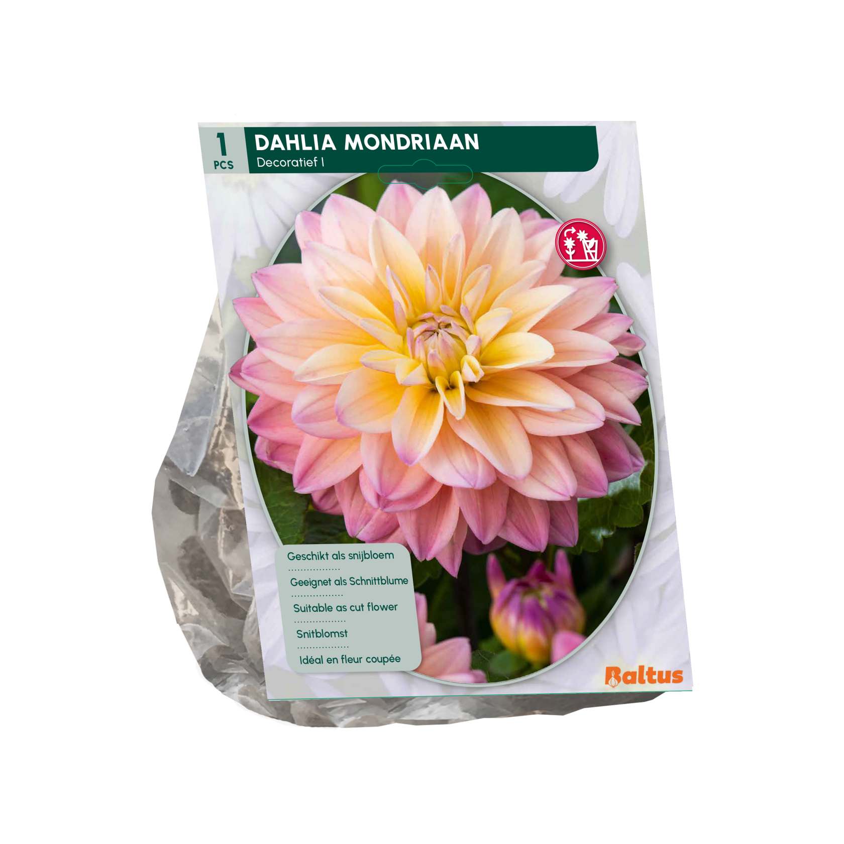 Baltus dahlia'Mondriaan'- Najaarsbloeiers - 1 bol (roze-geel) afbeelding
