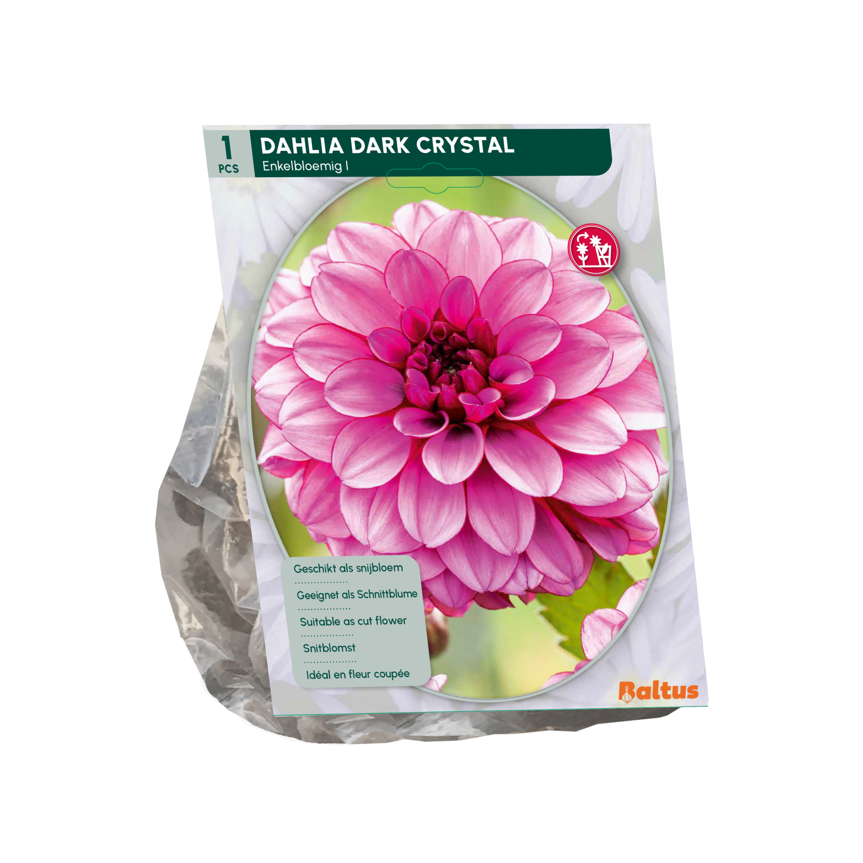 Baltus dahlia'Dark Crystal'- Najaarsbloeiers - 1 bol (roze-paars) afbeelding