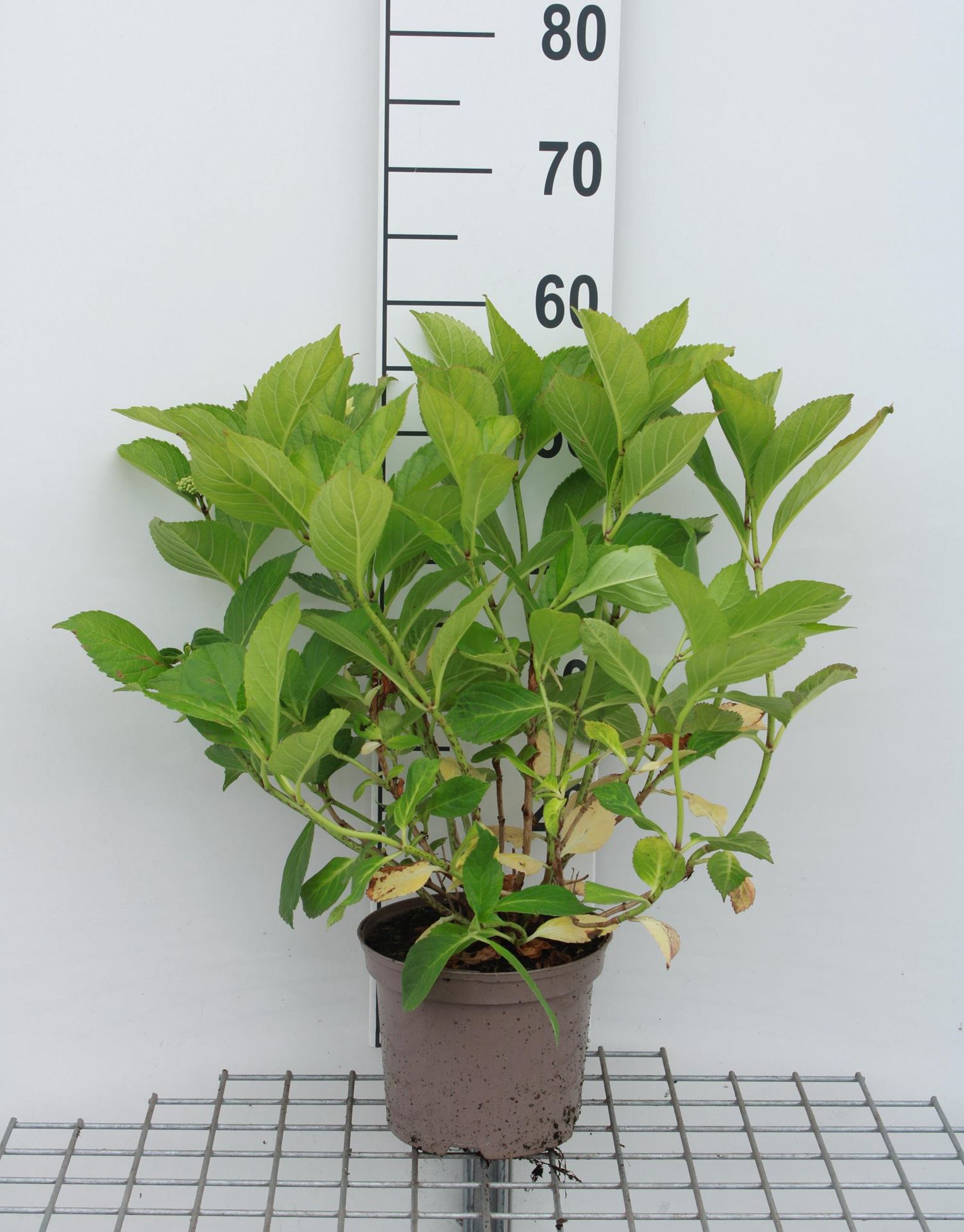 Hydrangea macrophylla 'Blaumeise' - pot - 25-30 cm