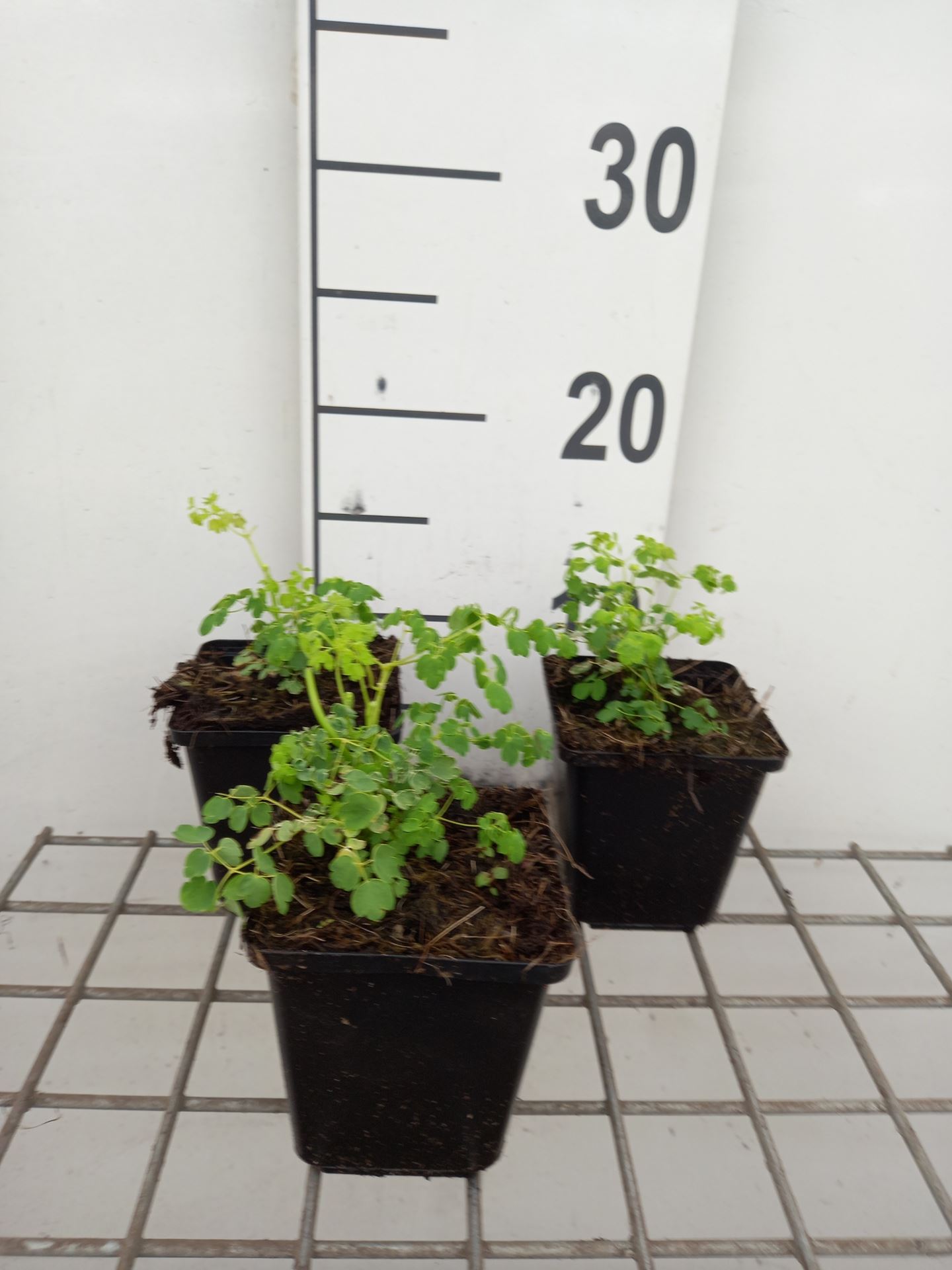 Thalictrum aquilegifolium 'Album' - pot 9x9 cm -