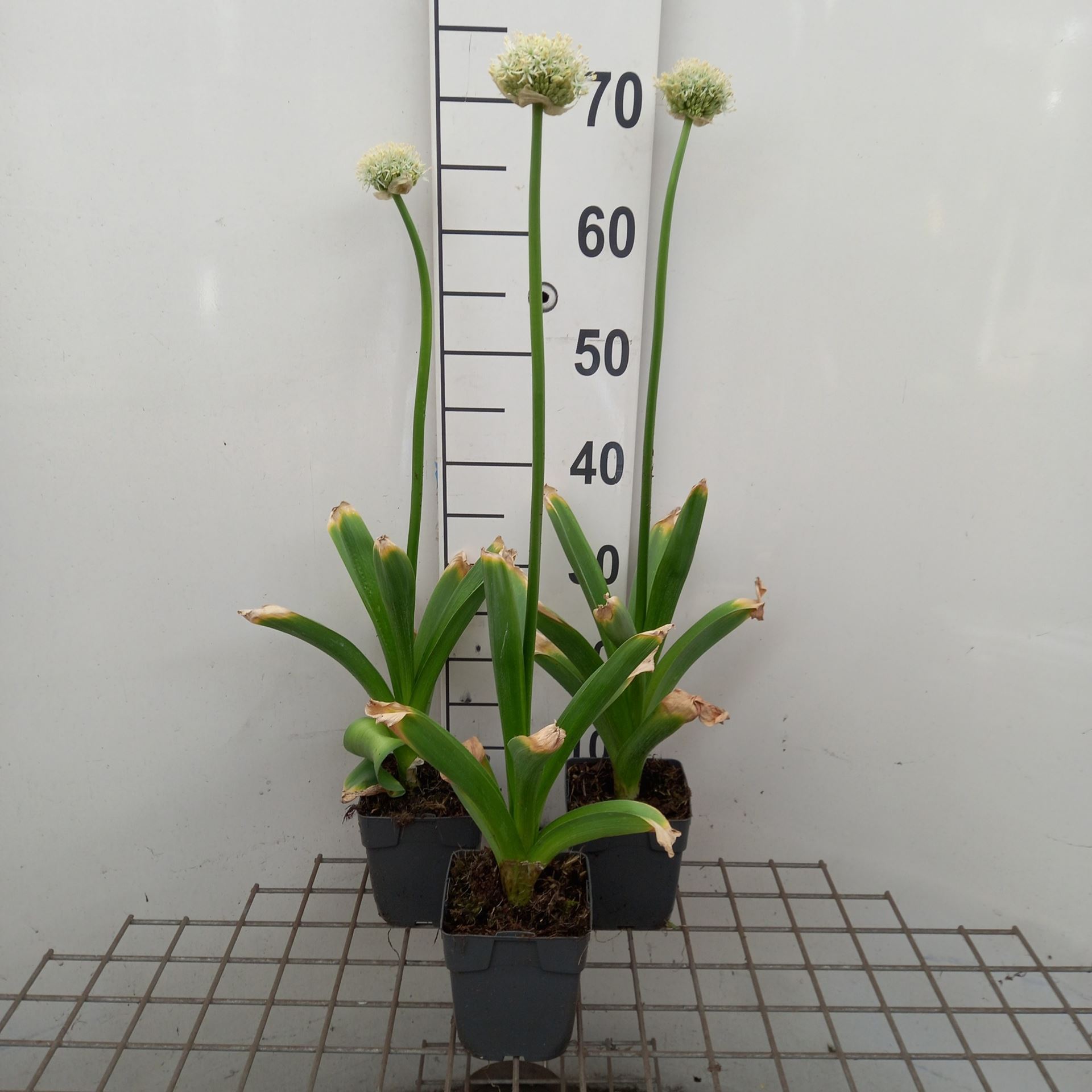 Allium 'Mont Blanc' - pot 1L