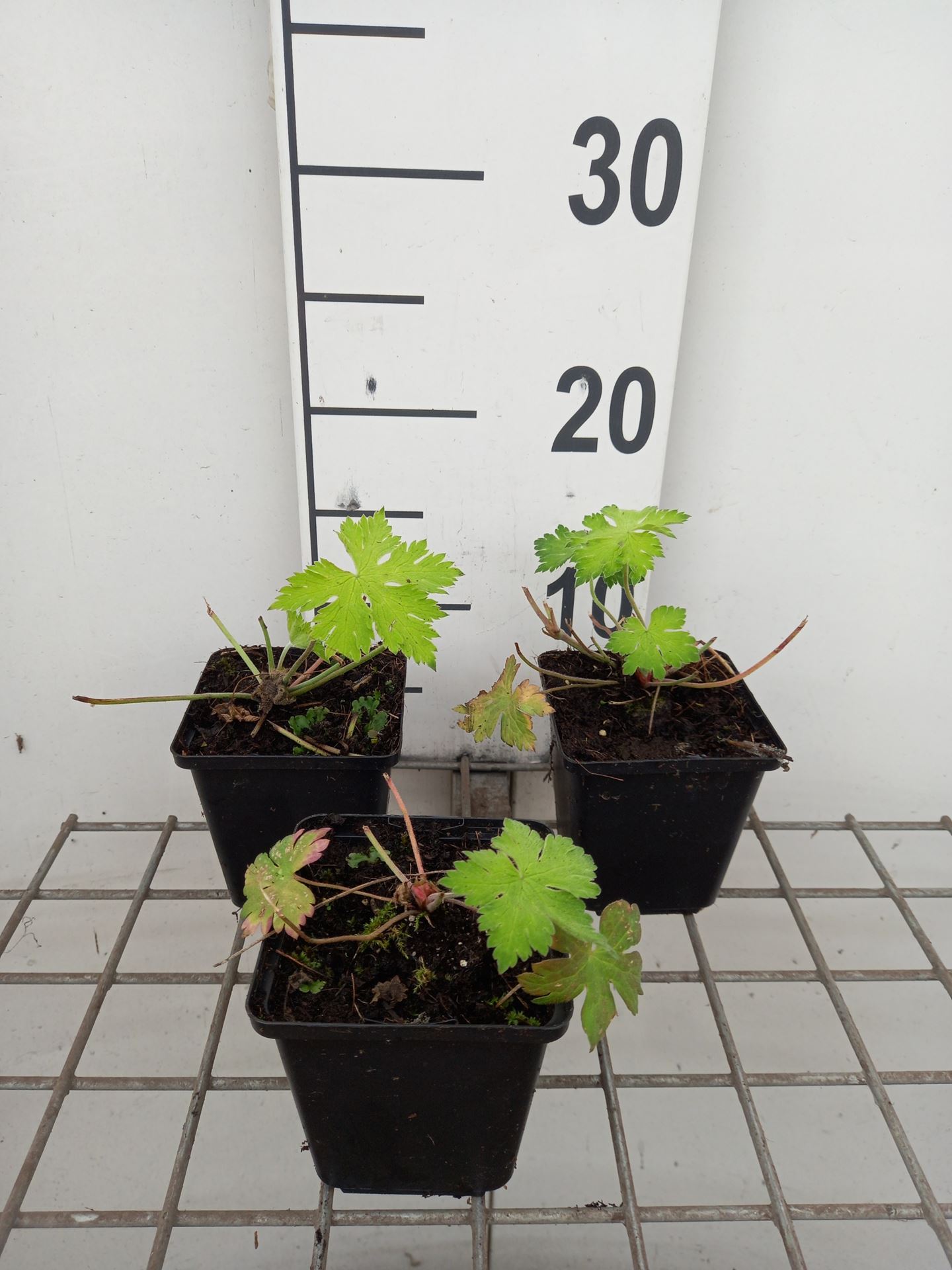 Geranium 'Sandrine' - pot 9x9 cm
